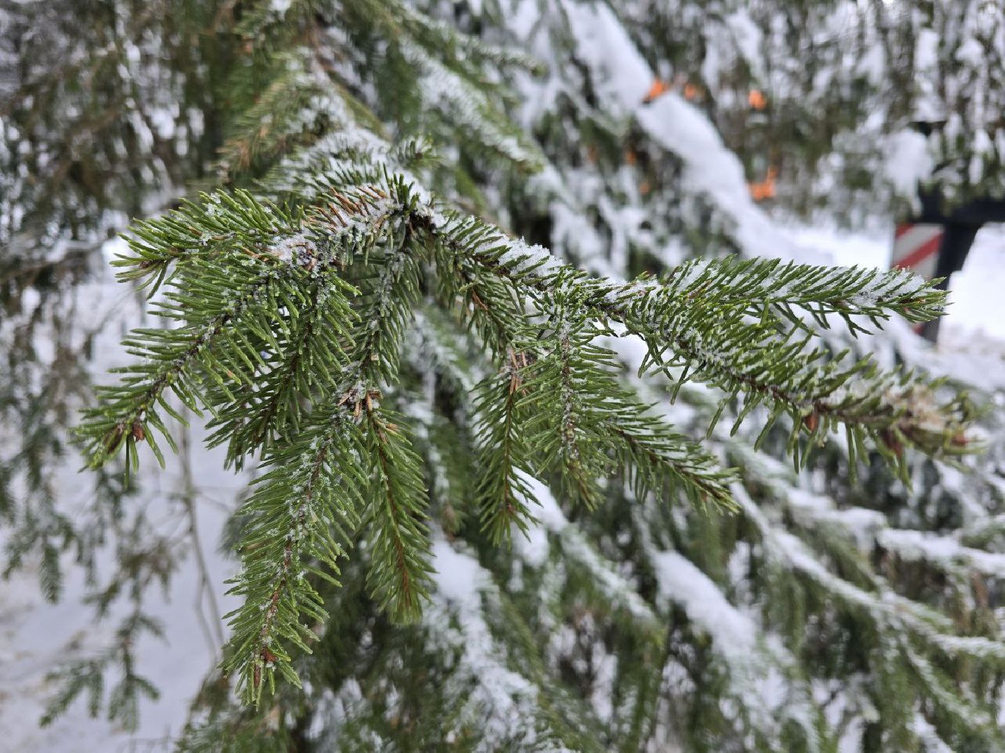 можайск, можайский городской округ, подмосковье, главная елка страны, новый год, праздник, кремль, соборная площадь, спил главной елки страны, московский кремль, вертикалки,