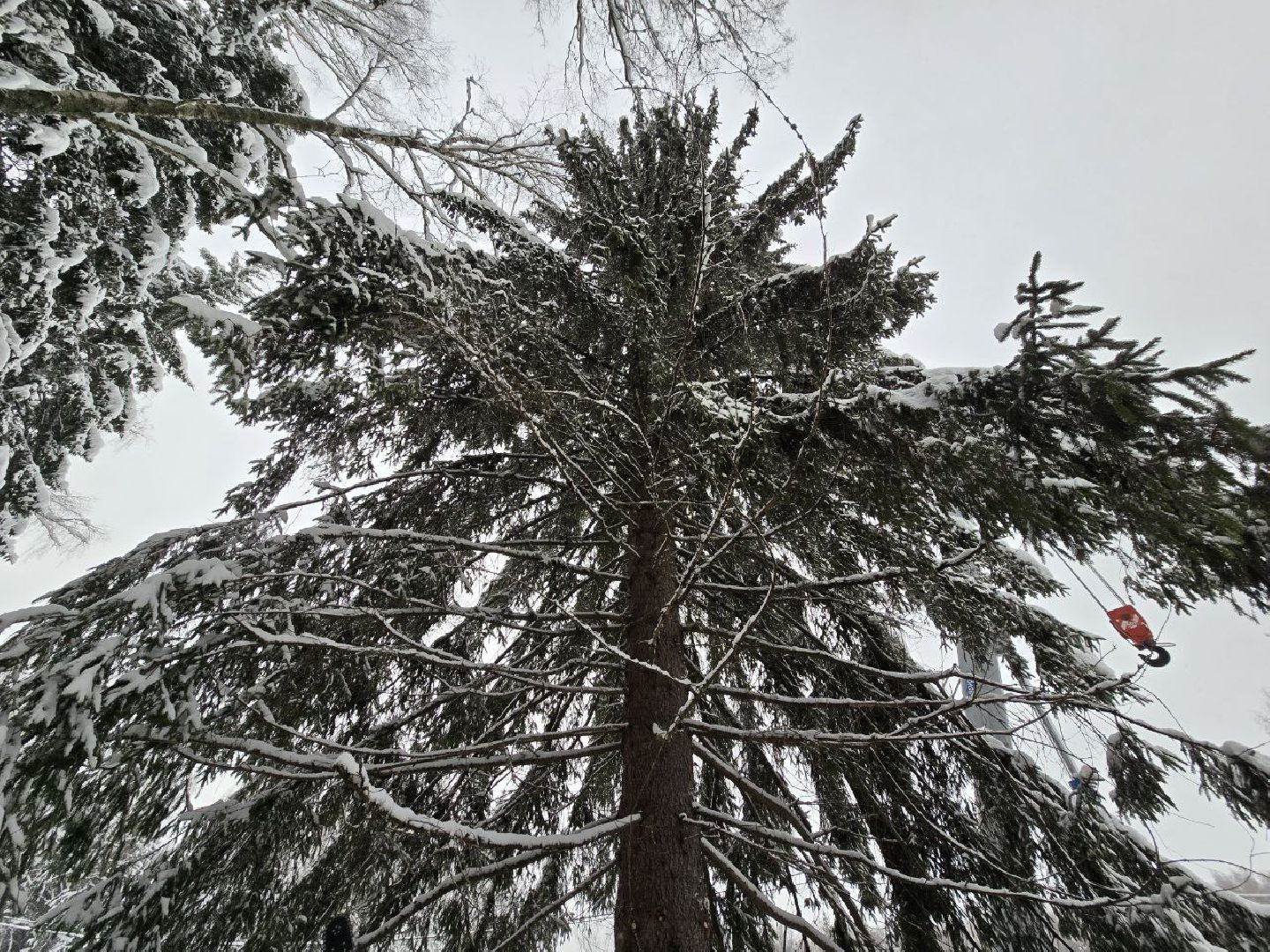 можайск, можайский городской округ, подмосковье, главная елка страны, новый год, праздник, кремль, соборная площадь, спил главной елки страны, московский кремль, вертикалки,