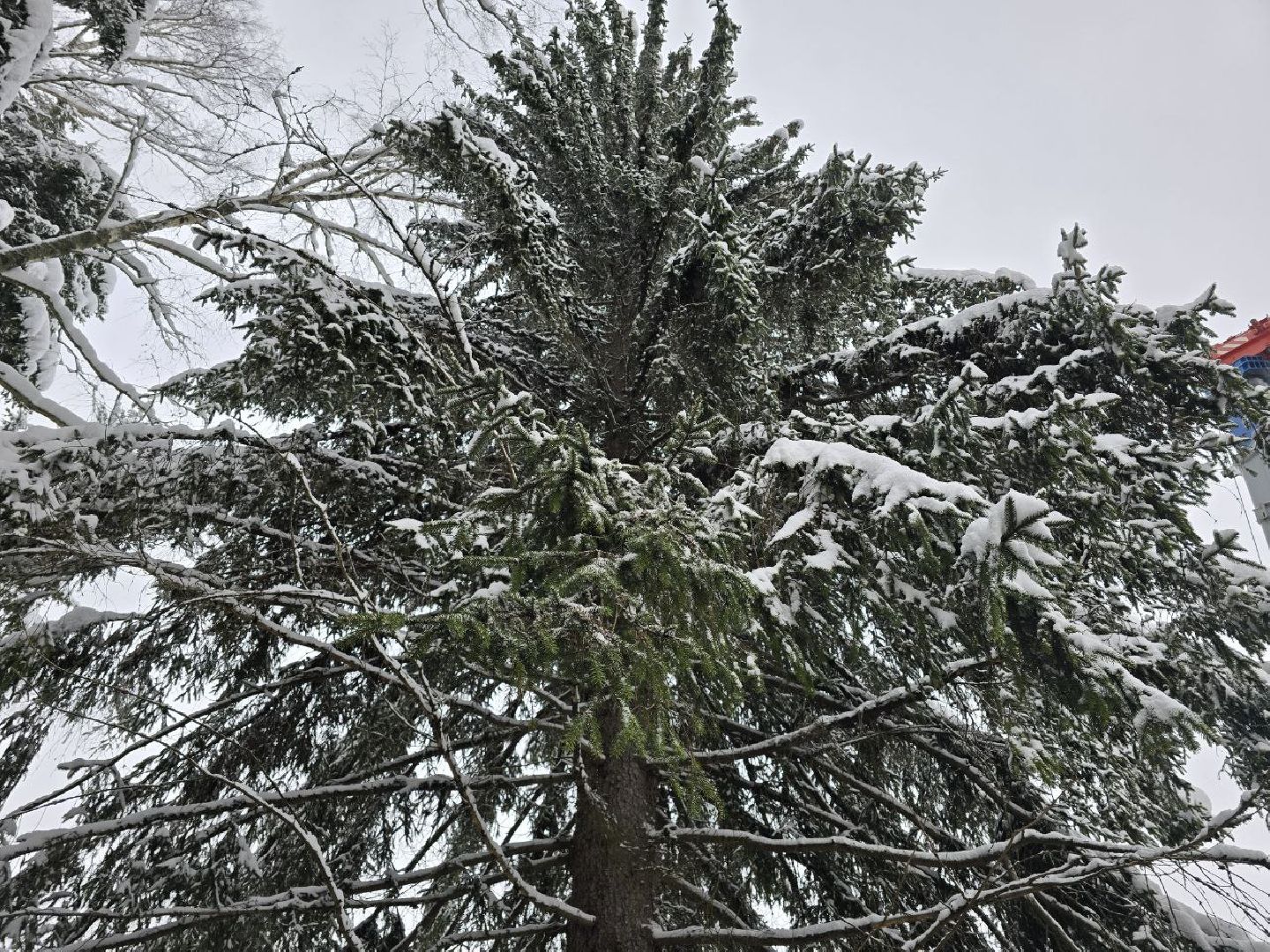 можайск, можайский городской округ, подмосковье, главная елка страны, новый год, праздник, кремль, соборная площадь, спил главной елки страны, московский кремль, вертикалки,