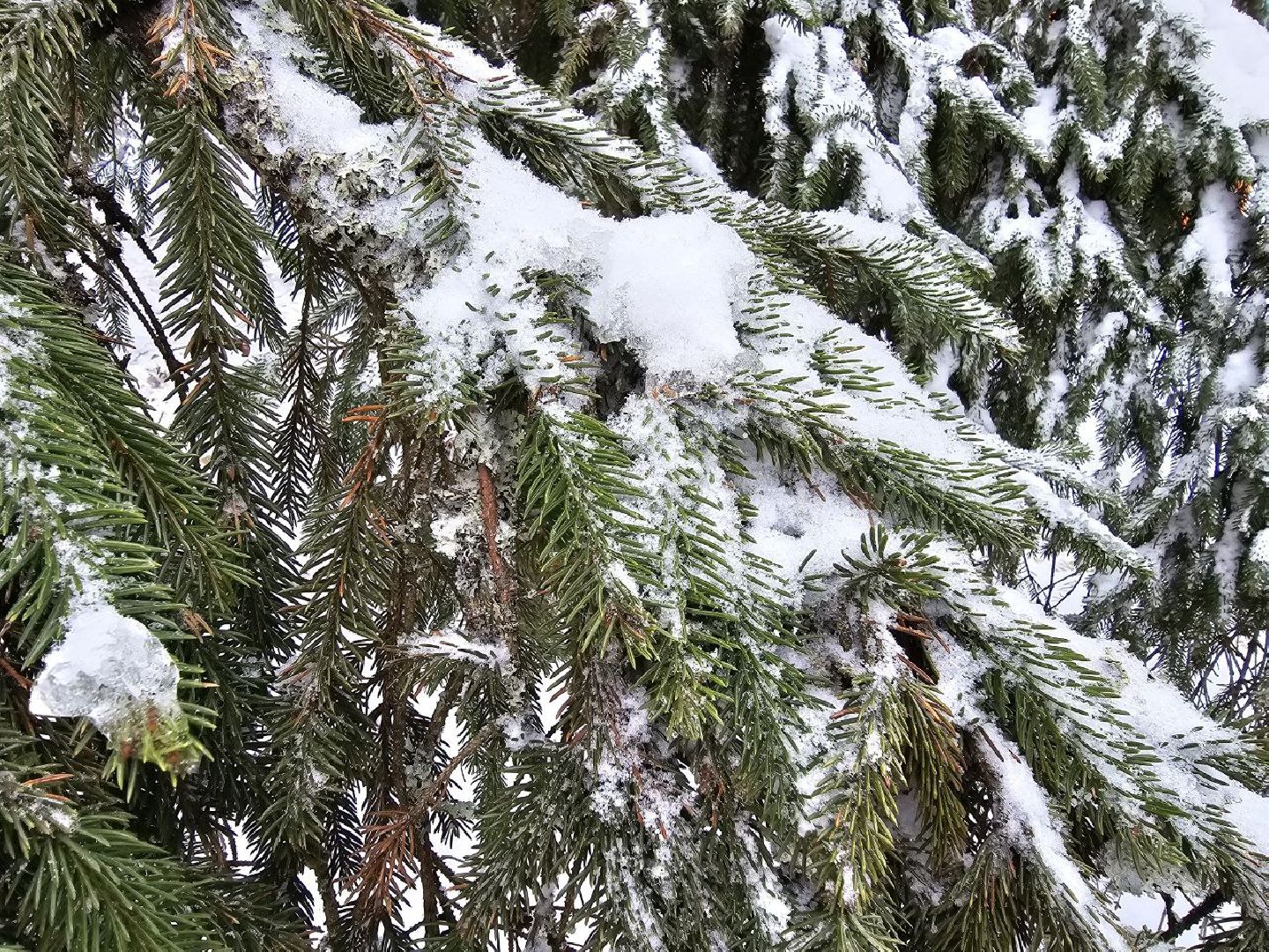 можайск, можайский городской округ, подмосковье, главная елка страны, новый год, праздник, кремль, соборная площадь, спил главной елки страны, московский кремль, вертикалки,