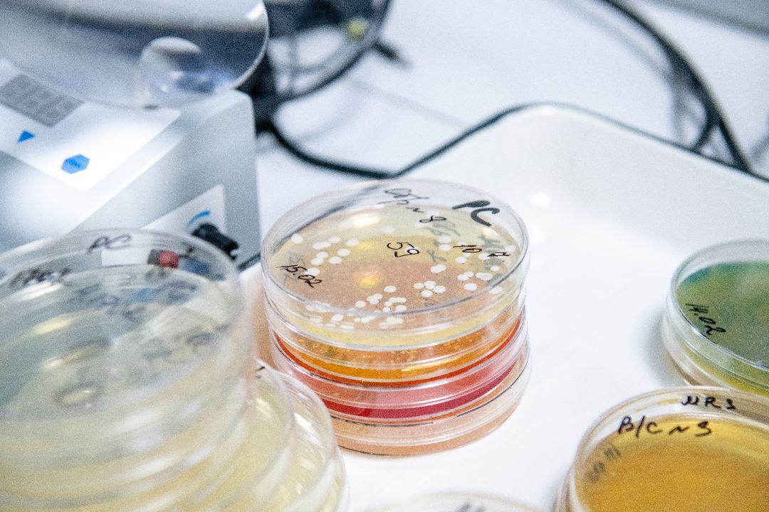 бизнес, закваска, Лыткарино, завод