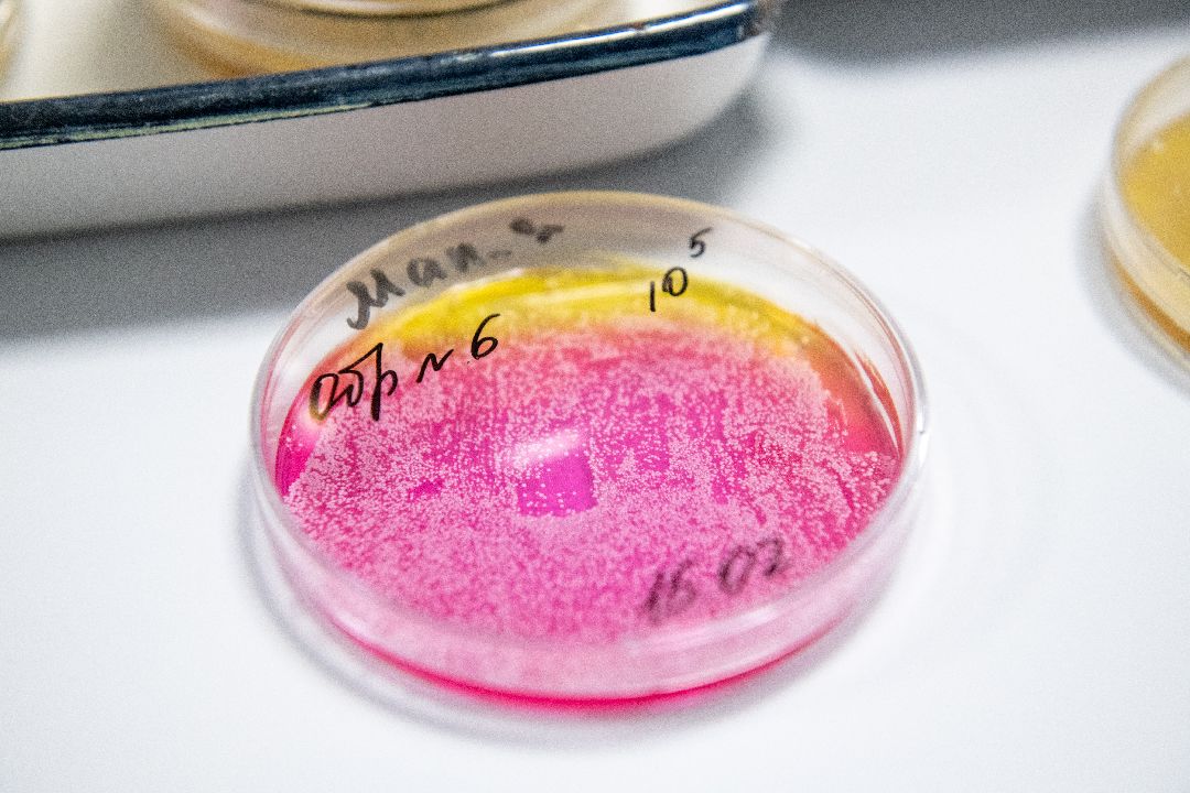 бизнес, закваска, Лыткарино, завод