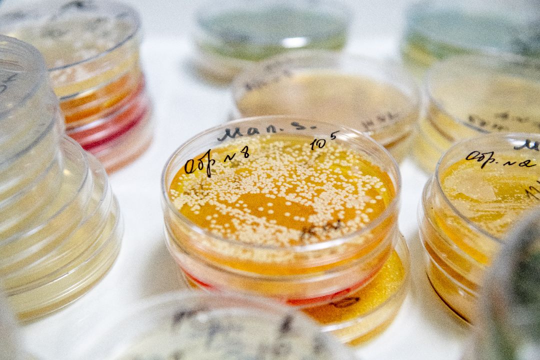 бизнес, закваска, Лыткарино, завод