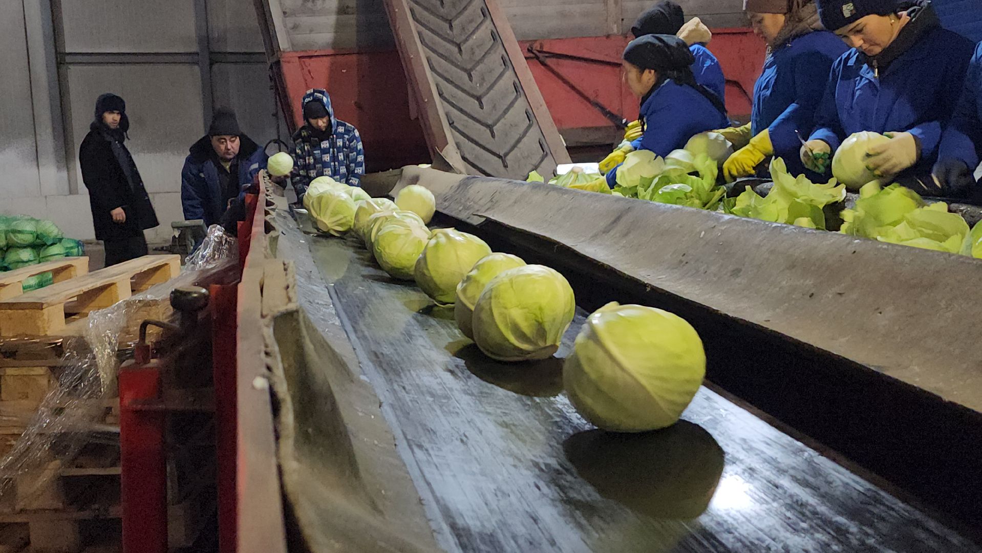 серпухов, ао дашковка, сельское хозяйство, овощная база, капуста,