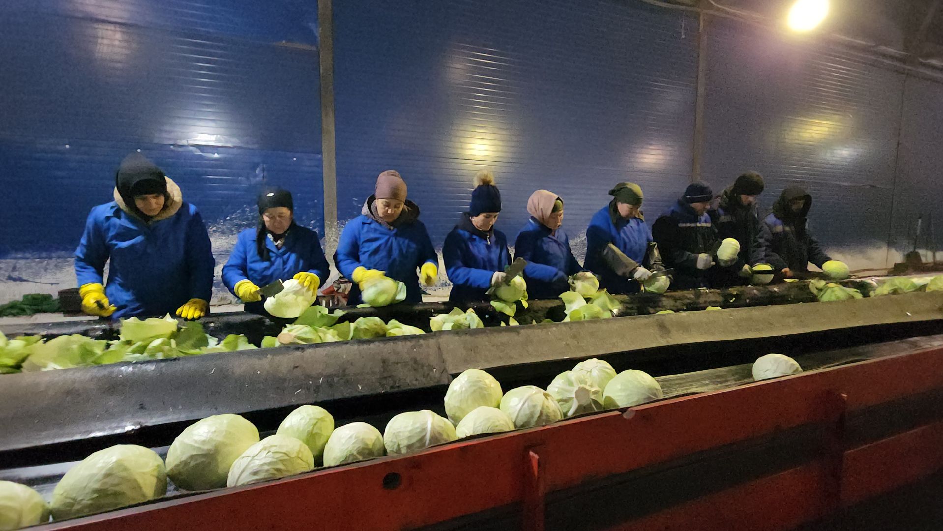 серпухов, ао дашковка, сельское хозяйство, овощная база, капуста,