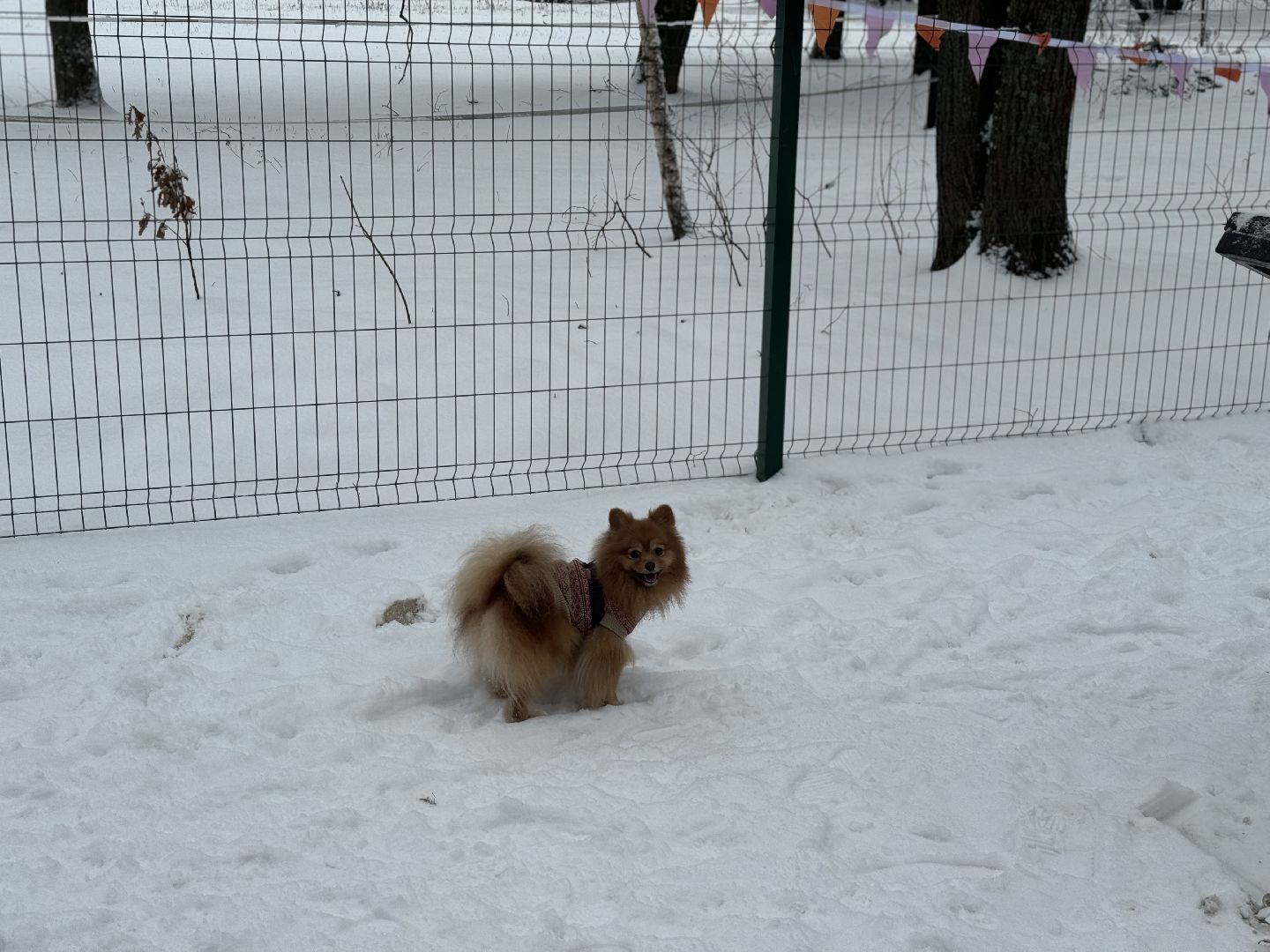 Кинологическая площадка, музей-заповедник горки ленинские, площадка для собак, четвероногий друг, Компания Четыре лапы,