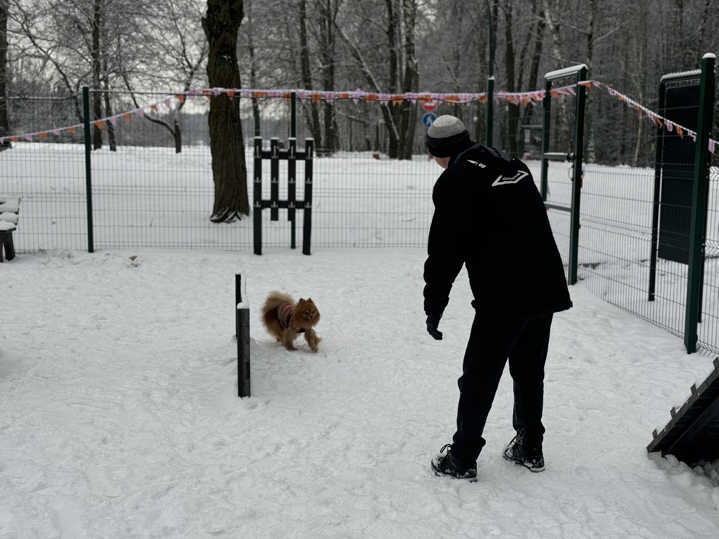 Кинологическая площадка, музей-заповедник горки ленинские, площадка для собак, четвероногий друг, Компания Четыре лапы,