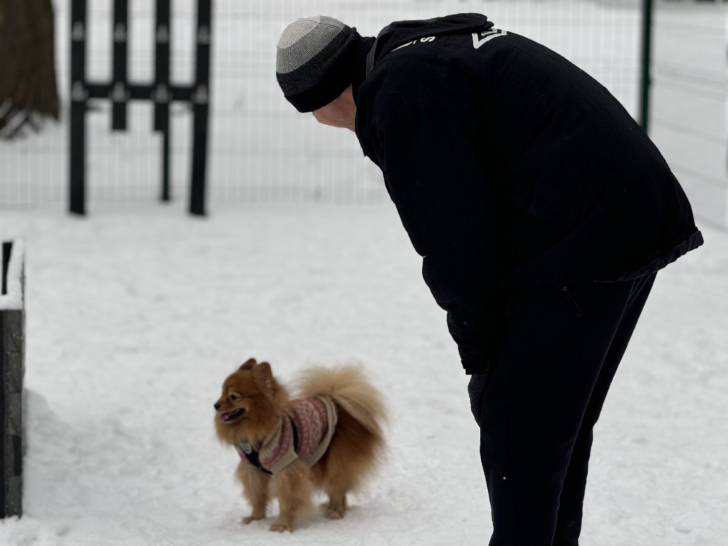 Кинологическая площадка, музей-заповедник горки ленинские, площадка для собак, четвероногий друг, Компания Четыре лапы,