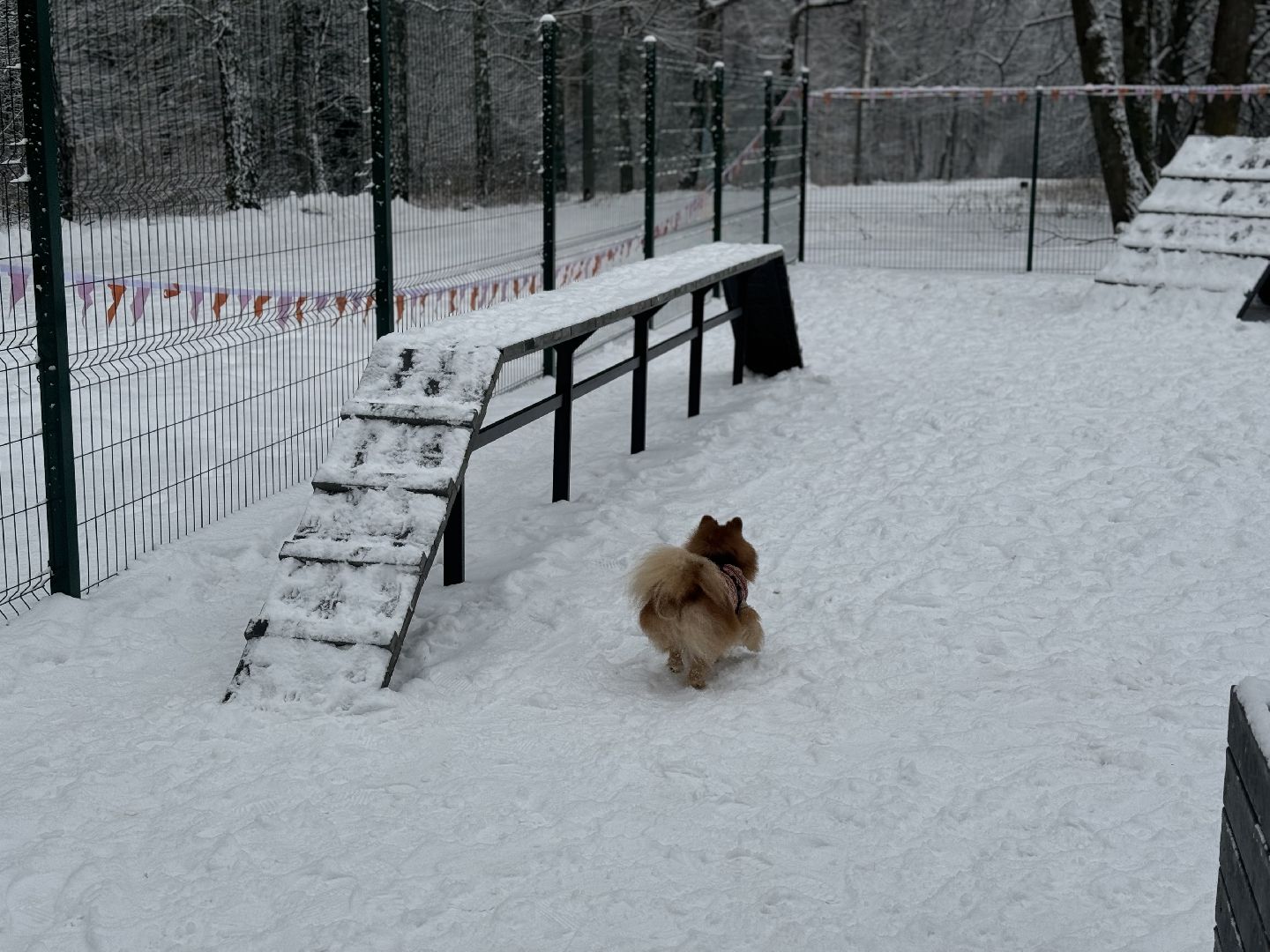 Кинологическая площадка, музей-заповедник горки ленинские, площадка для собак, четвероногий друг, Компания Четыре лапы,