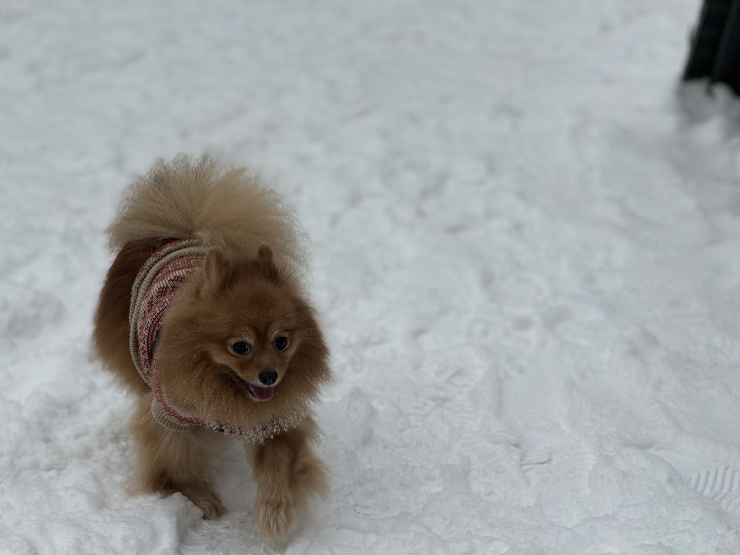 Кинологическая площадка, музей-заповедник горки ленинские, площадка для собак, четвероногий друг, Компания Четыре лапы,