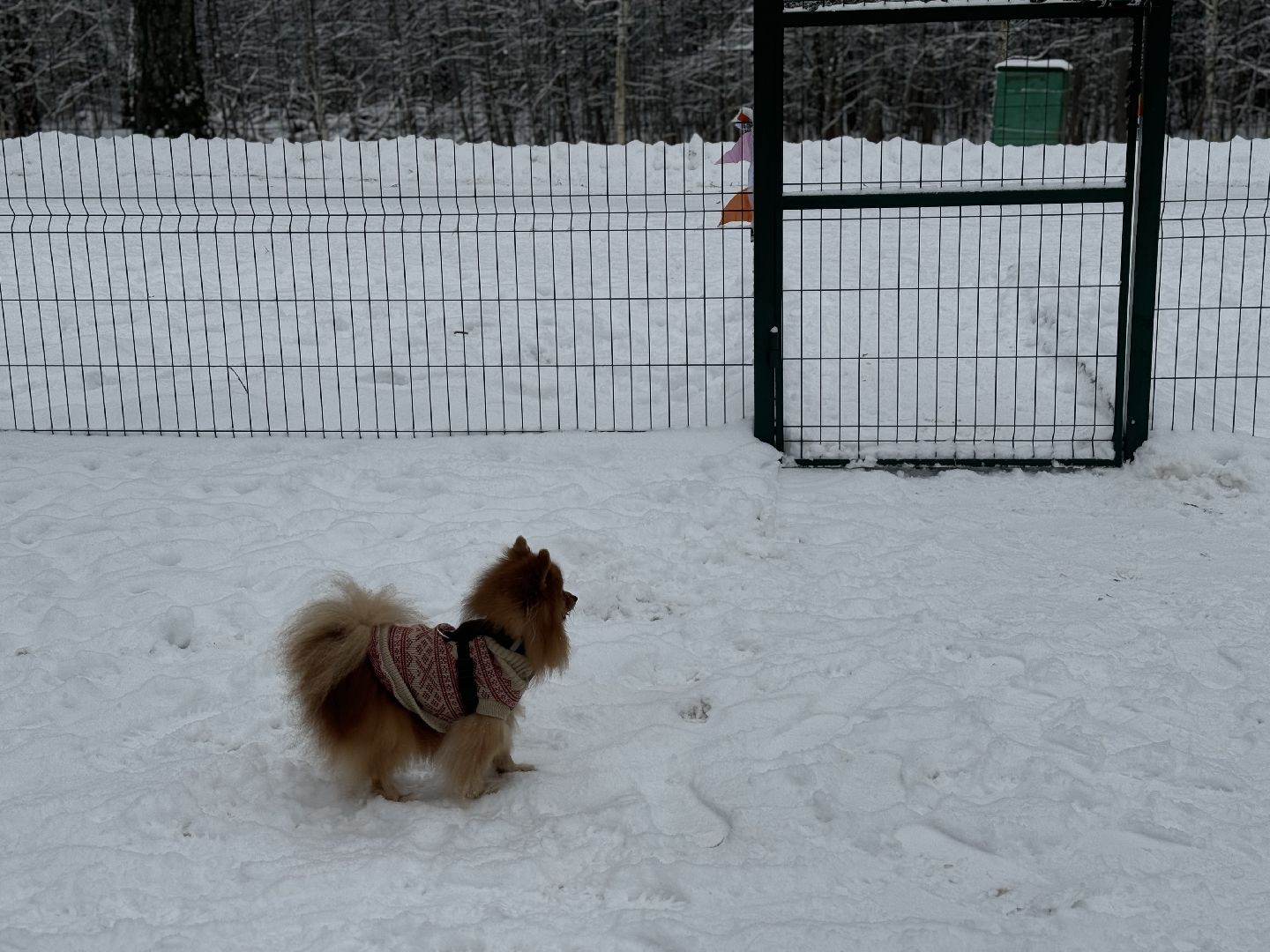 Кинологическая площадка, музей-заповедник горки ленинские, площадка для собак, четвероногий друг, Компания Четыре лапы,