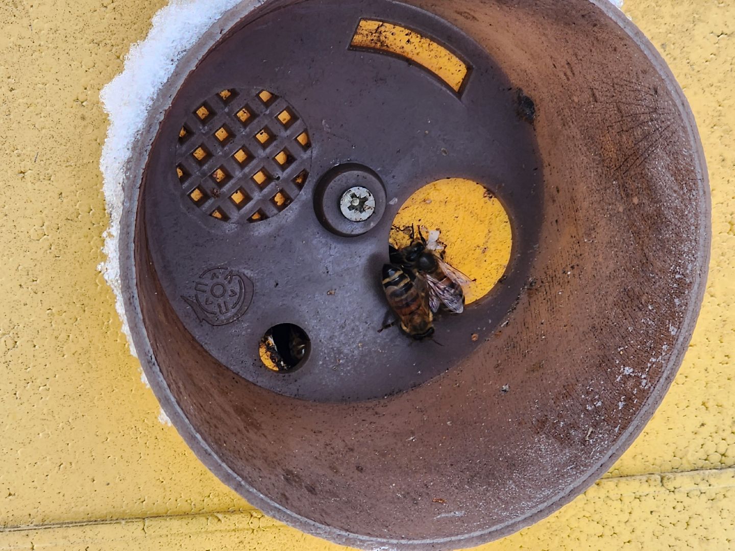 шатура, мёд, дети, зима, общество, Обшество дети,