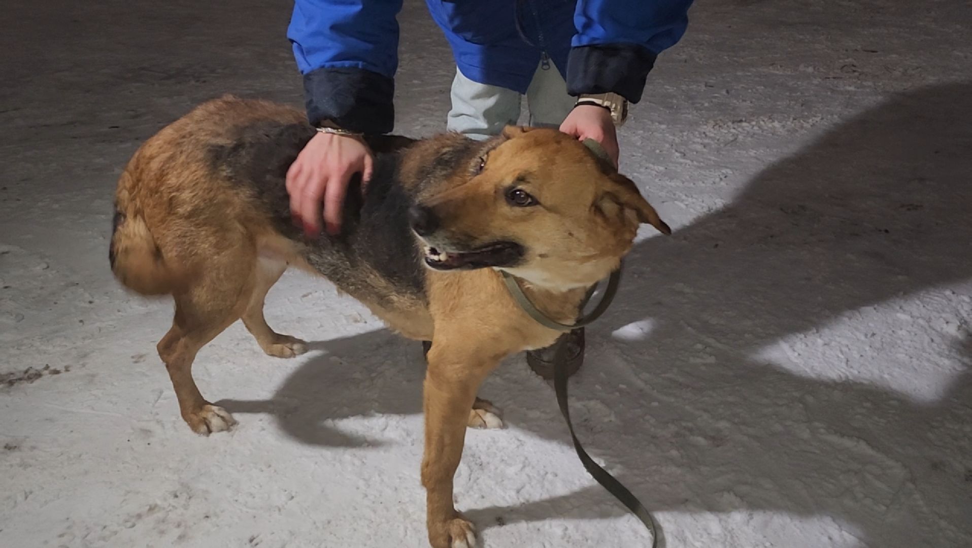 приют для животных, собаки, помощь,