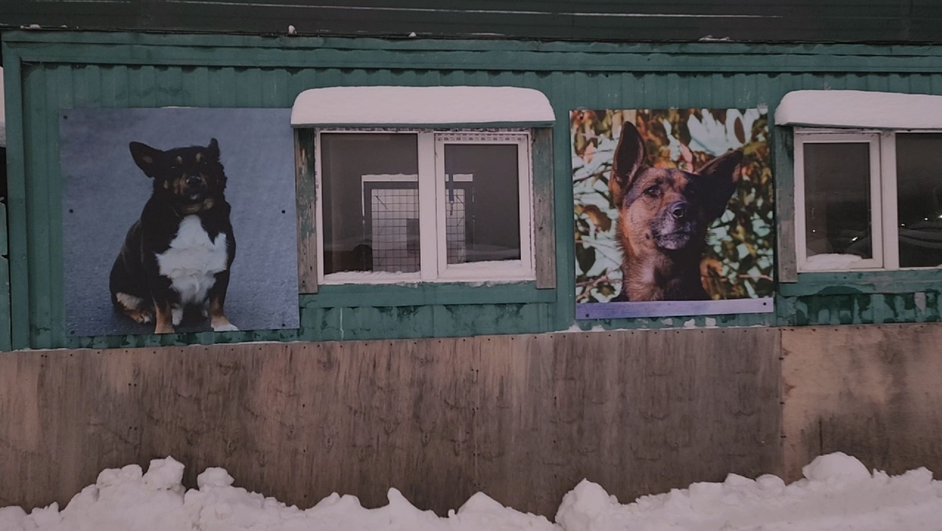 приют для животных, собаки, помощь,