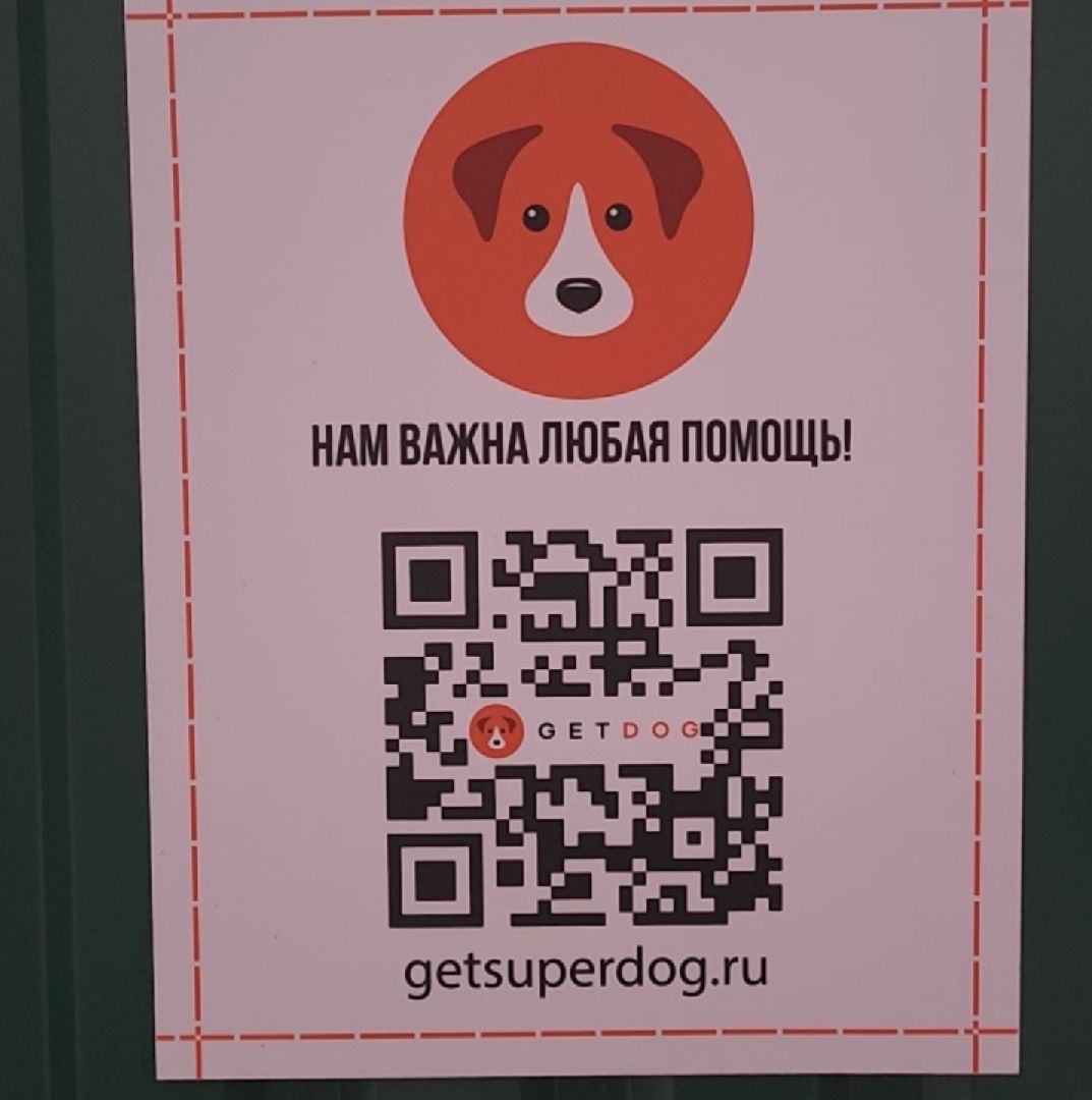 приют для животных, собаки, помощь,