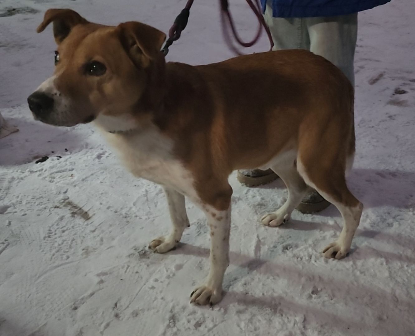 приют для животных, собаки, помощь,