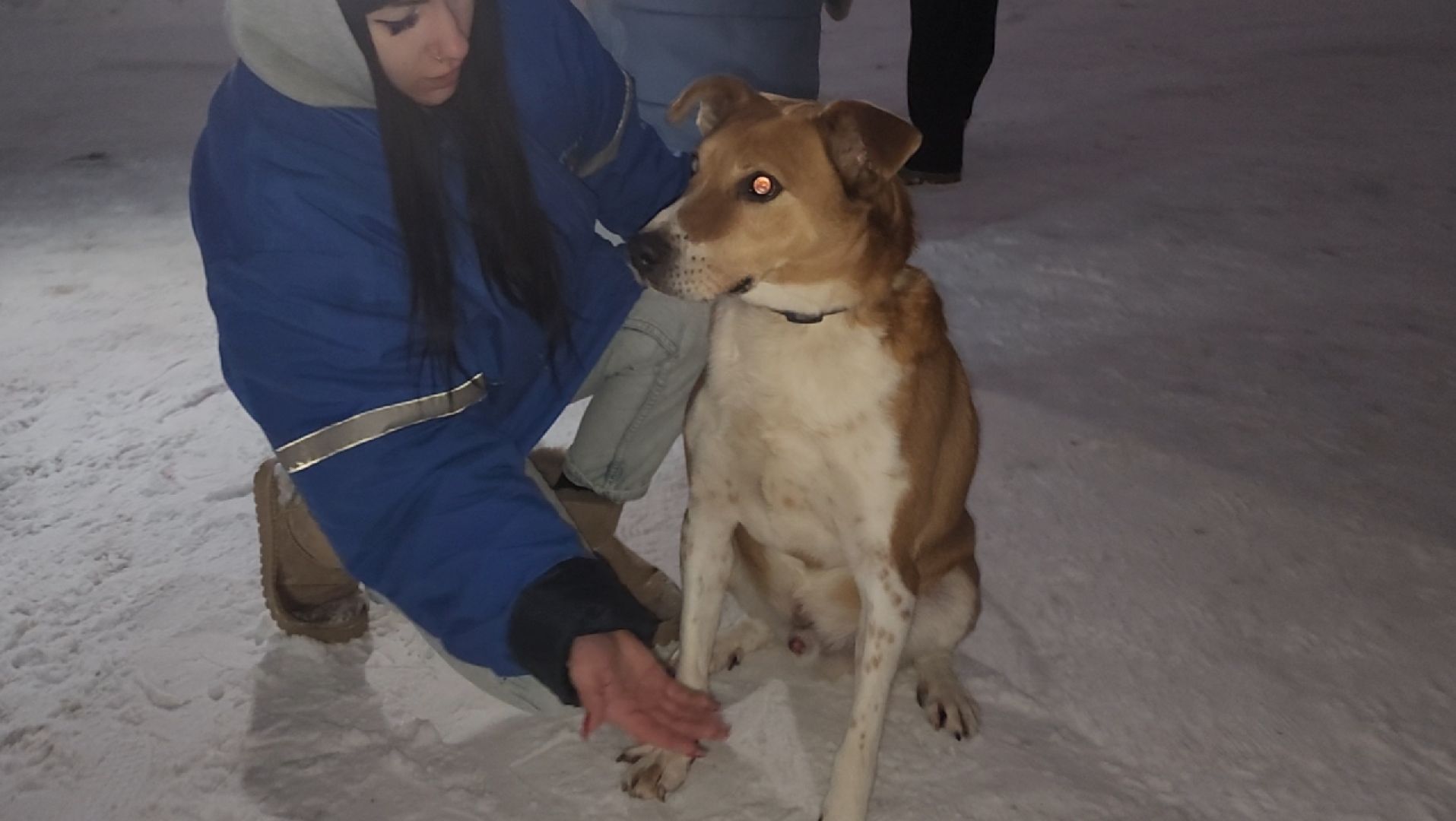 приют для животных, собаки, помощь,