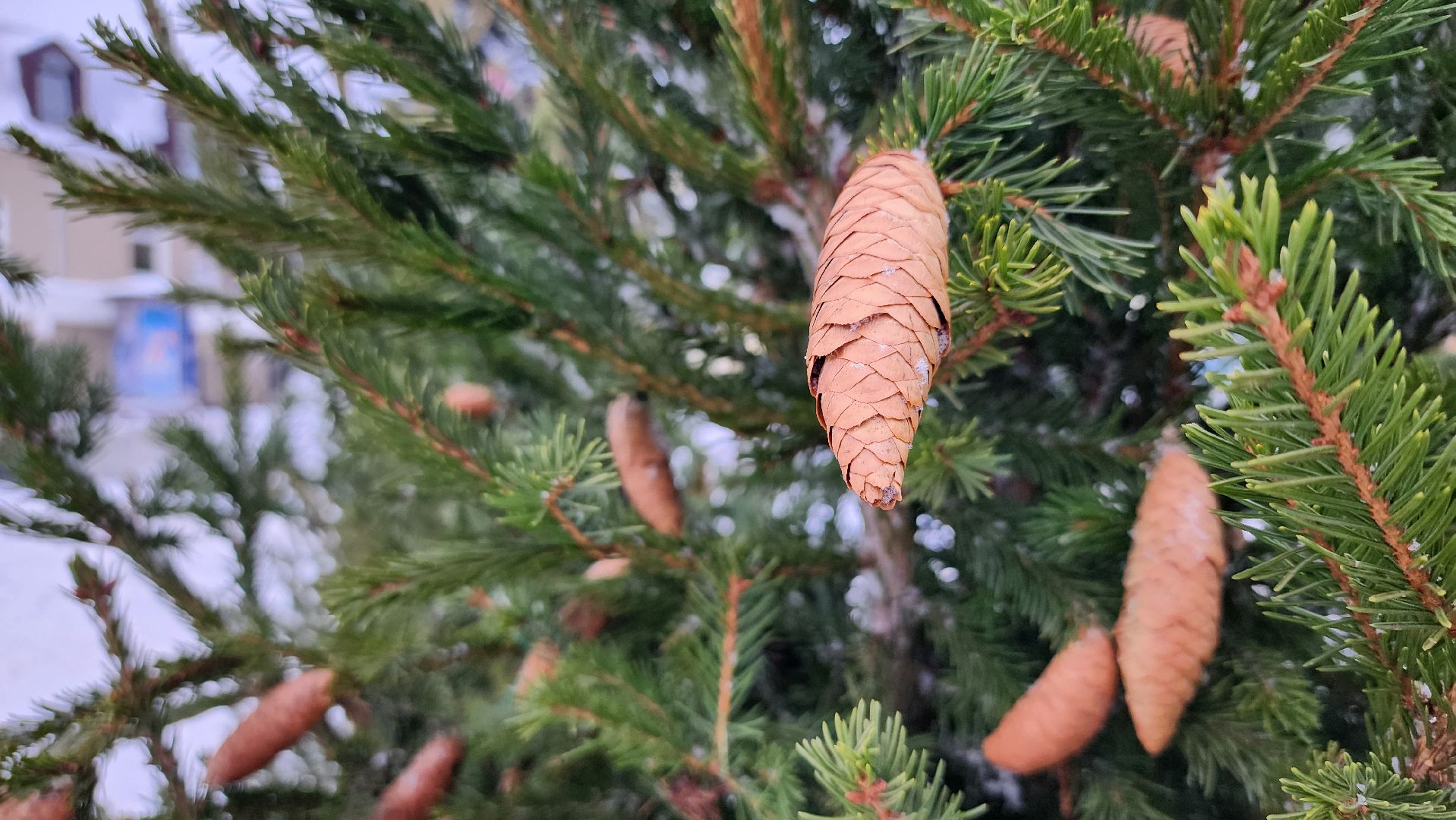 украшение города, новогодние украшения, Новый год, Ногинск, Богородский городской округ, вертикалки