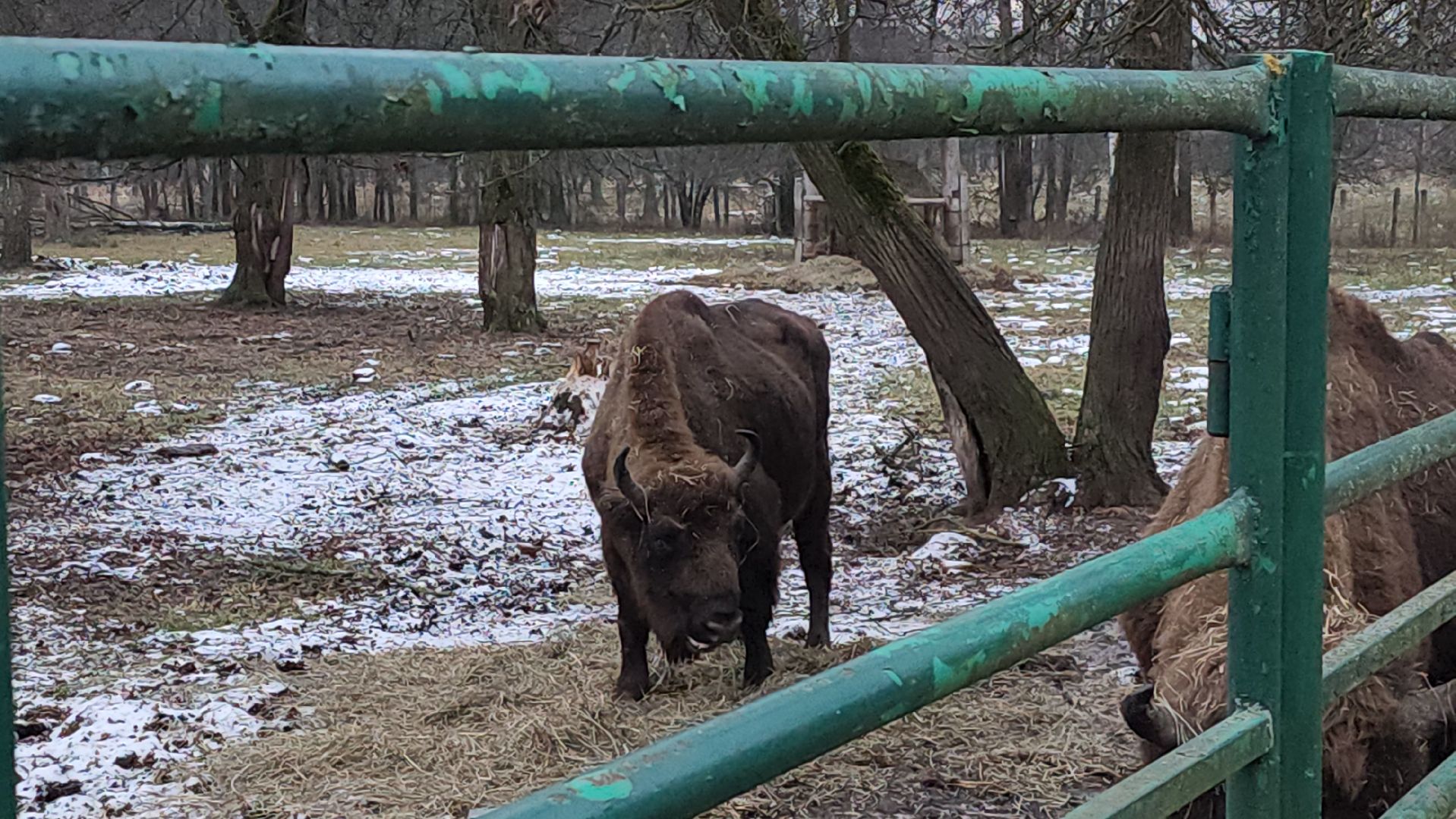 серпухов, подмосковье, приокско-террасный заповедник, зубры, туризм в подмосковье,