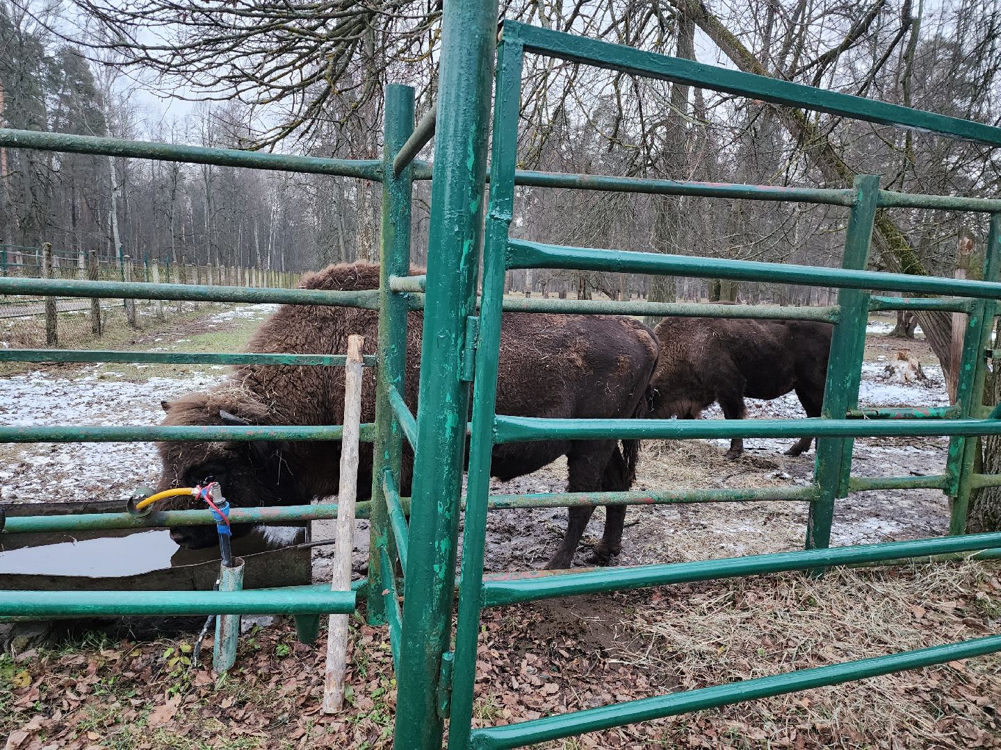 серпухов, подмосковье, приокско-террасный заповедник, зубры, туризм в подмосковье,