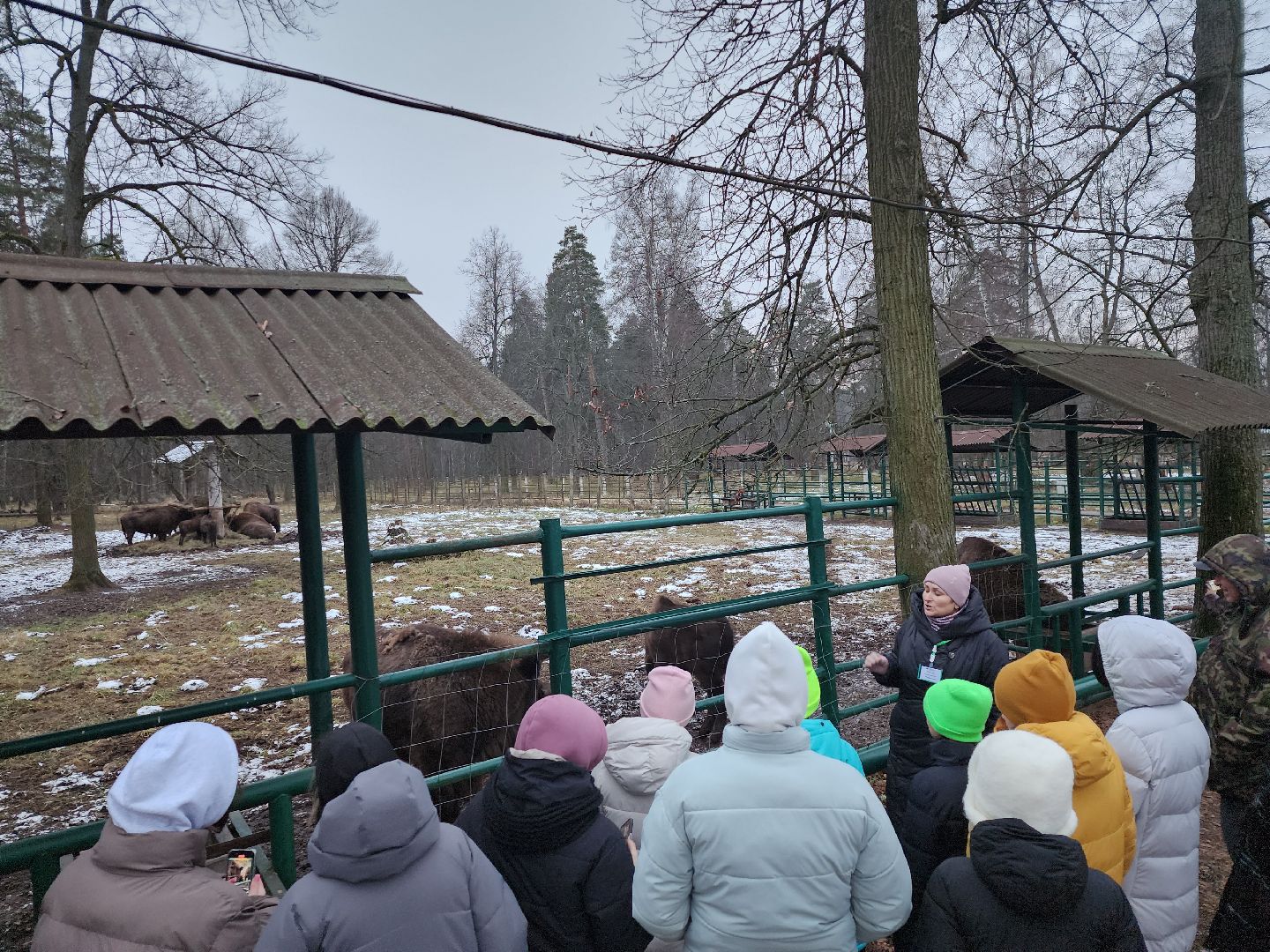 серпухов, подмосковье, приокско-террасный заповедник, зубры, туризм в подмосковье,