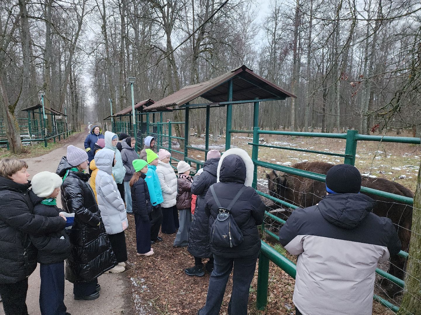 серпухов, подмосковье, приокско-террасный заповедник, зубры, туризм в подмосковье,