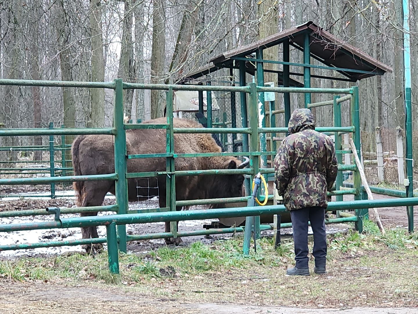 серпухов, подмосковье, приокско-террасный заповедник, зубры, туризм в подмосковье,