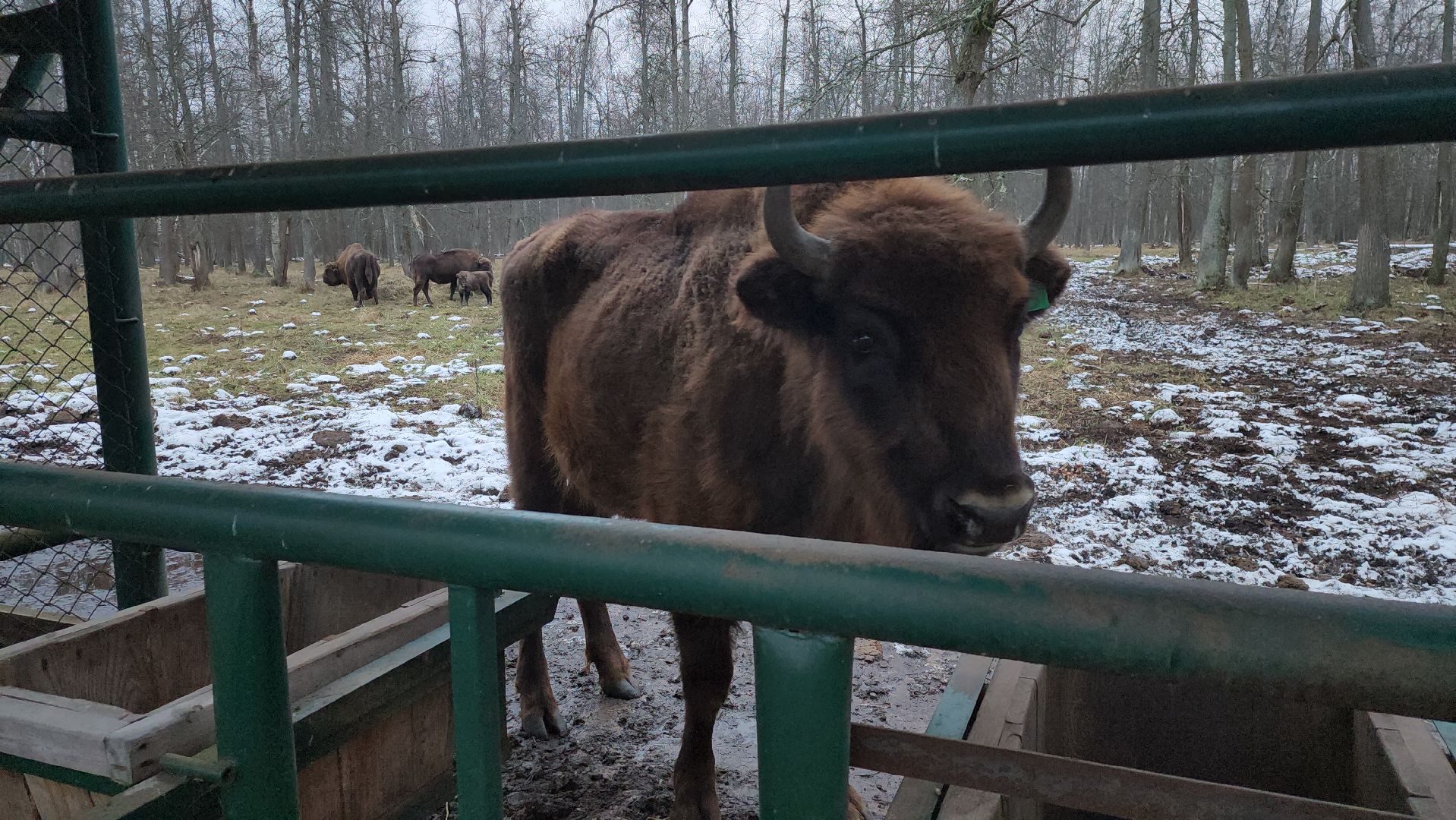 серпухов, подмосковье, приокско-террасный заповедник, зубры, туризм в подмосковье,