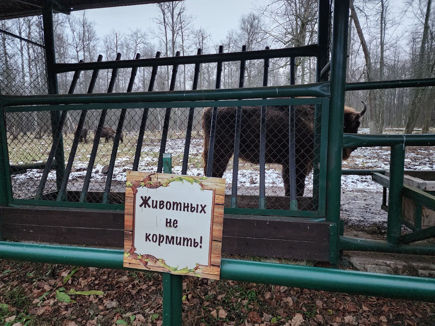 серпухов, подмосковье, приокско-террасный заповедник, зубры, туризм в подмосковье,