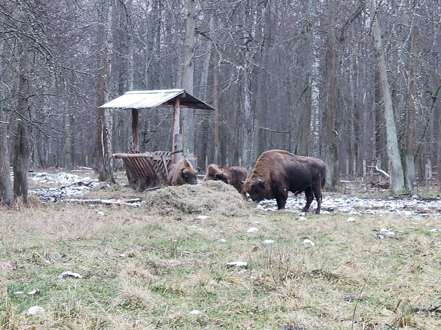 серпухов, подмосковье, приокско-террасный заповедник, зубры, туризм в подмосковье,