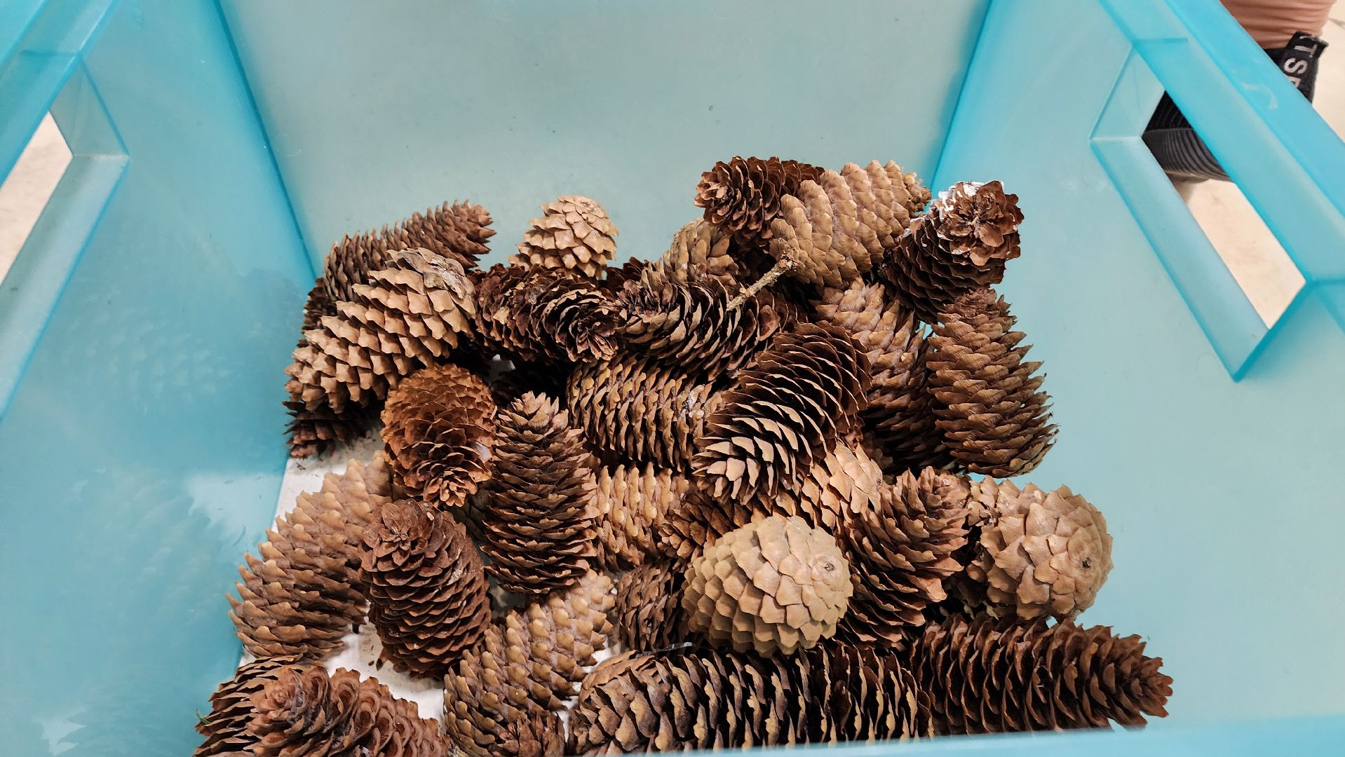 Новогодние украшения, новогодние елки, лобня, вертикалки,