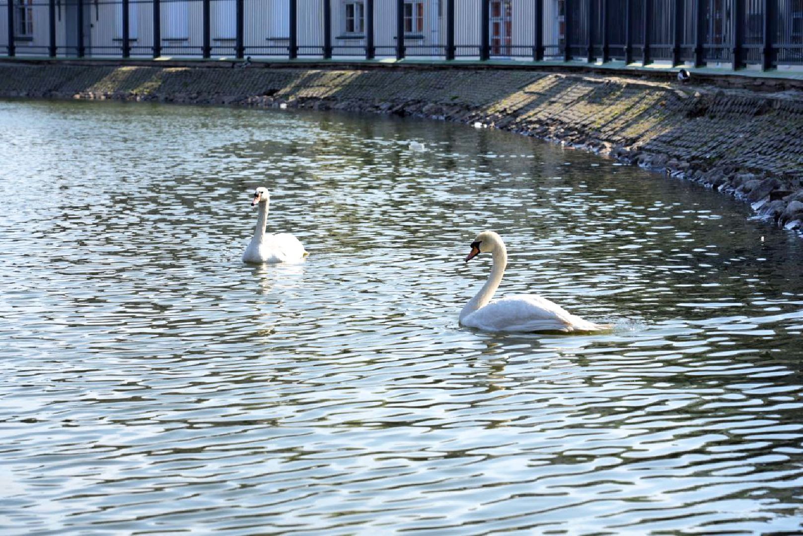Сергиев Посад, Сергиево-Посадский городской округ, Лебеди, Белые пруд, Птицы