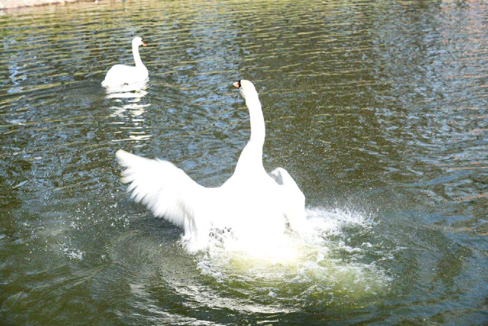 Сергиев Посад, Сергиево-Посадский городской округ, Лебеди, Белые пруд, Птицы