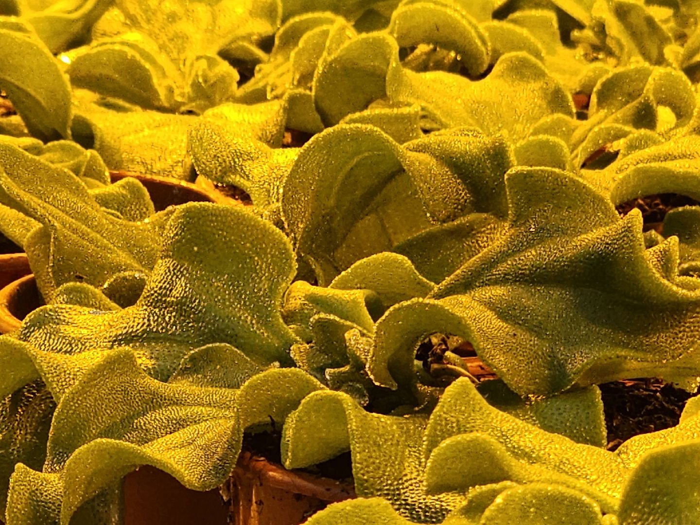 одинцово, бизнес, агроном, салат, земляника, теплица,Хрустальная трава, Китай, Впервые в России,