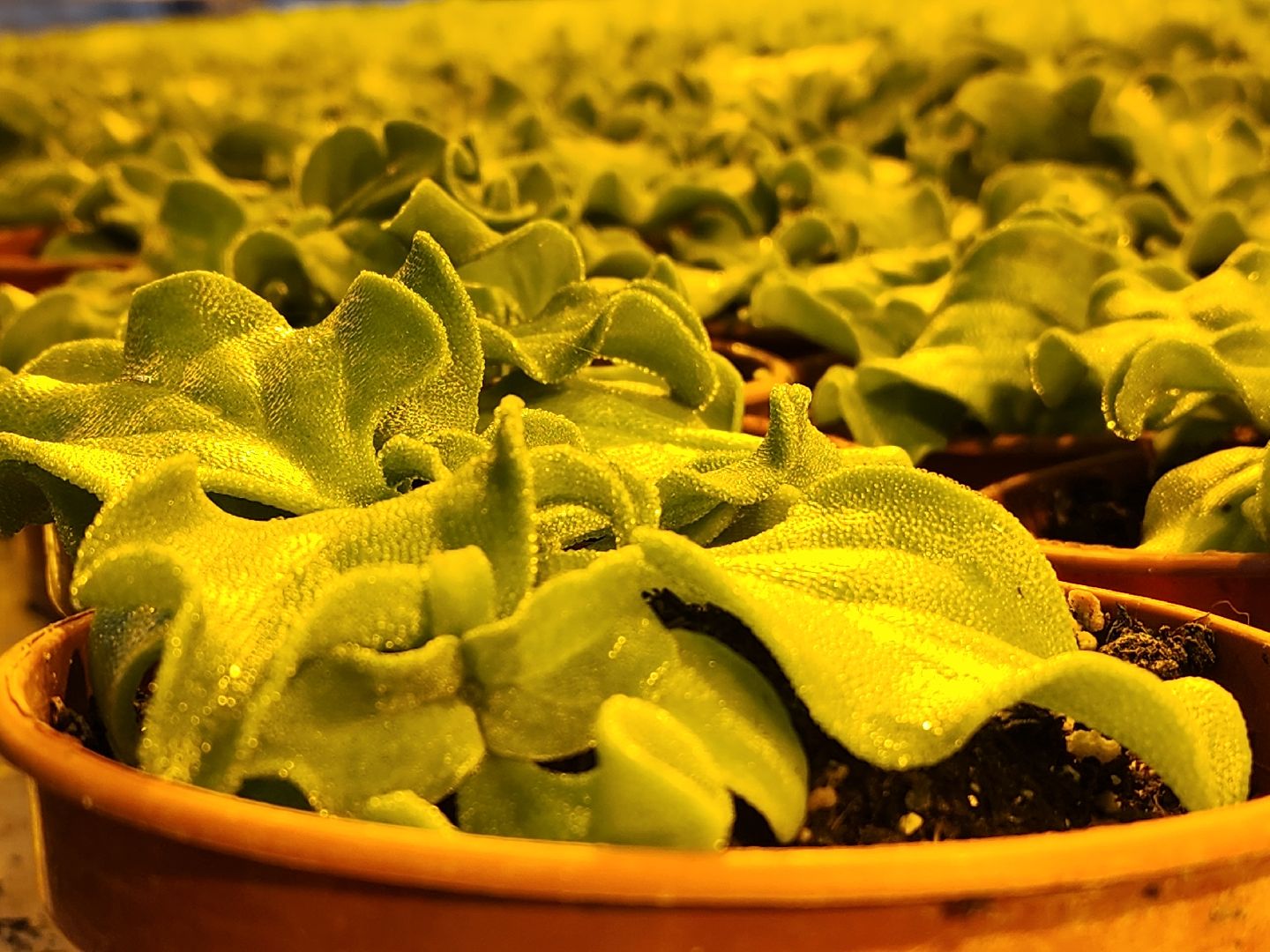 одинцово, бизнес, агроном, салат, земляника, теплица,Хрустальная трава, Китай, Впервые в России,