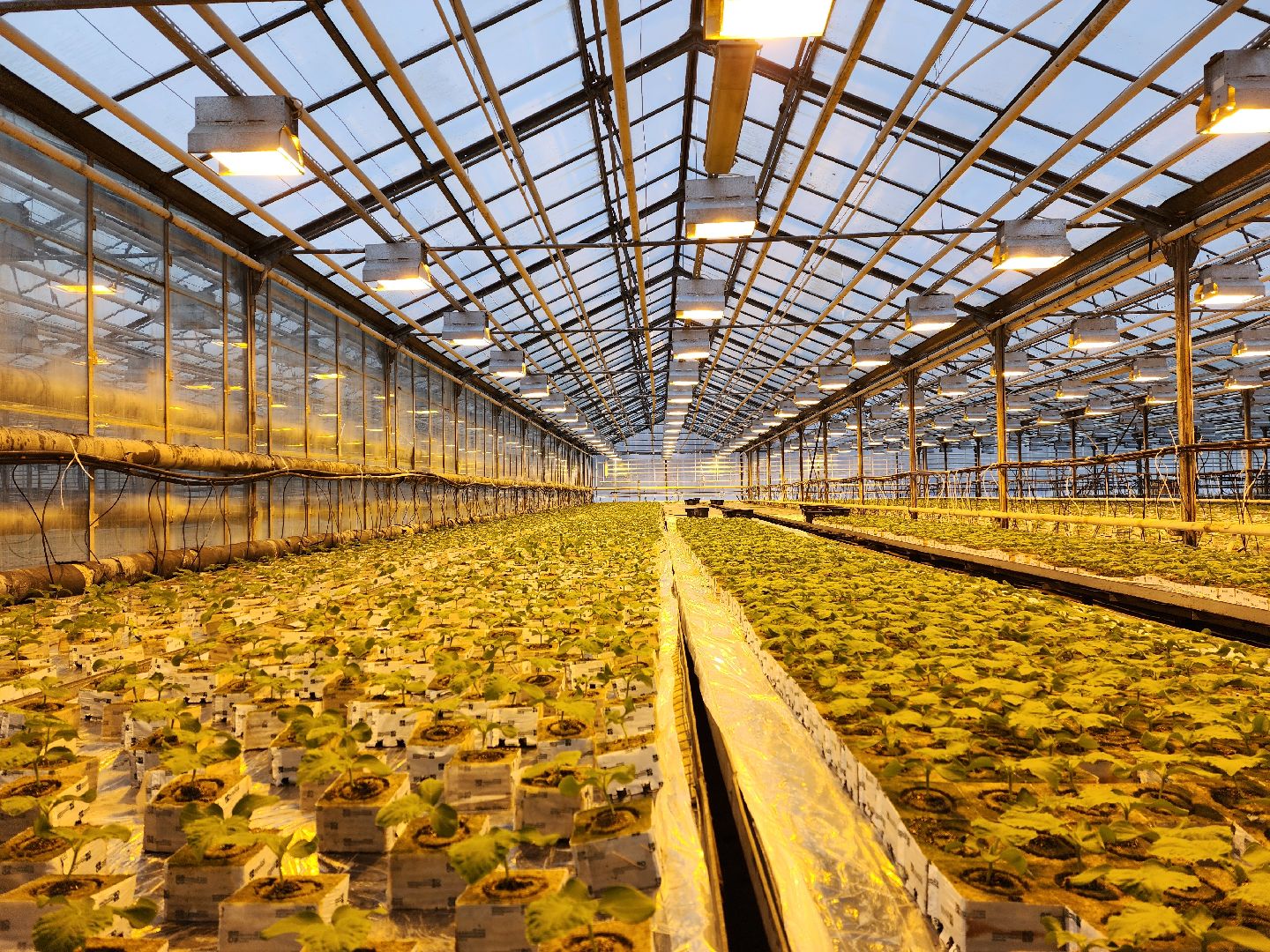 одинцово, бизнес, агроном, салат, земляника, теплица,Хрустальная трава, Китай, Впервые в России,