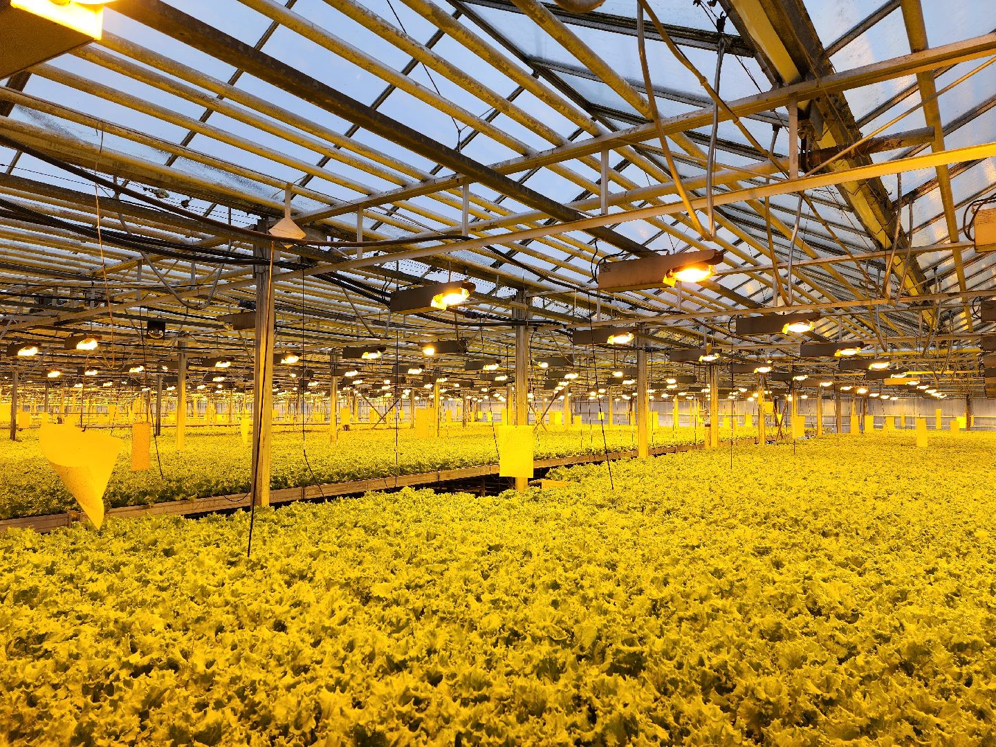 одинцово, бизнес, агроном, салат, земляника, теплица,Хрустальная трава, Китай, Впервые в России,