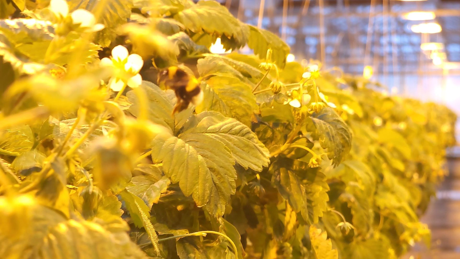 одинцово, бизнес, агроном, салат, земляника, теплица,Хрустальная трава, Китай, Впервые в России,