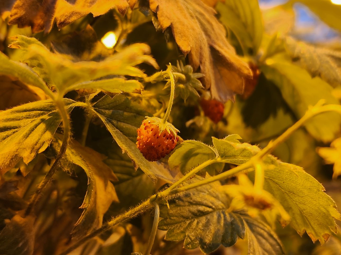 одинцово, бизнес, агроном, салат, земляника, теплица,Хрустальная трава, Китай, Впервые в России,