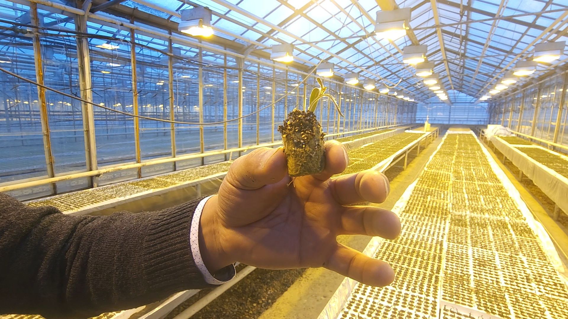 одинцово, бизнес, агроном, салат, земляника, теплица,Хрустальная трава, Китай, Впервые в России,