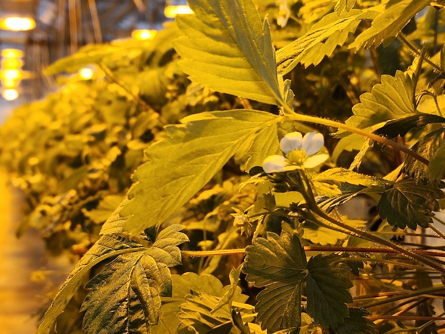 одинцово, бизнес, агроном, салат, земляника, теплица,Хрустальная трава, Китай, Впервые в России,