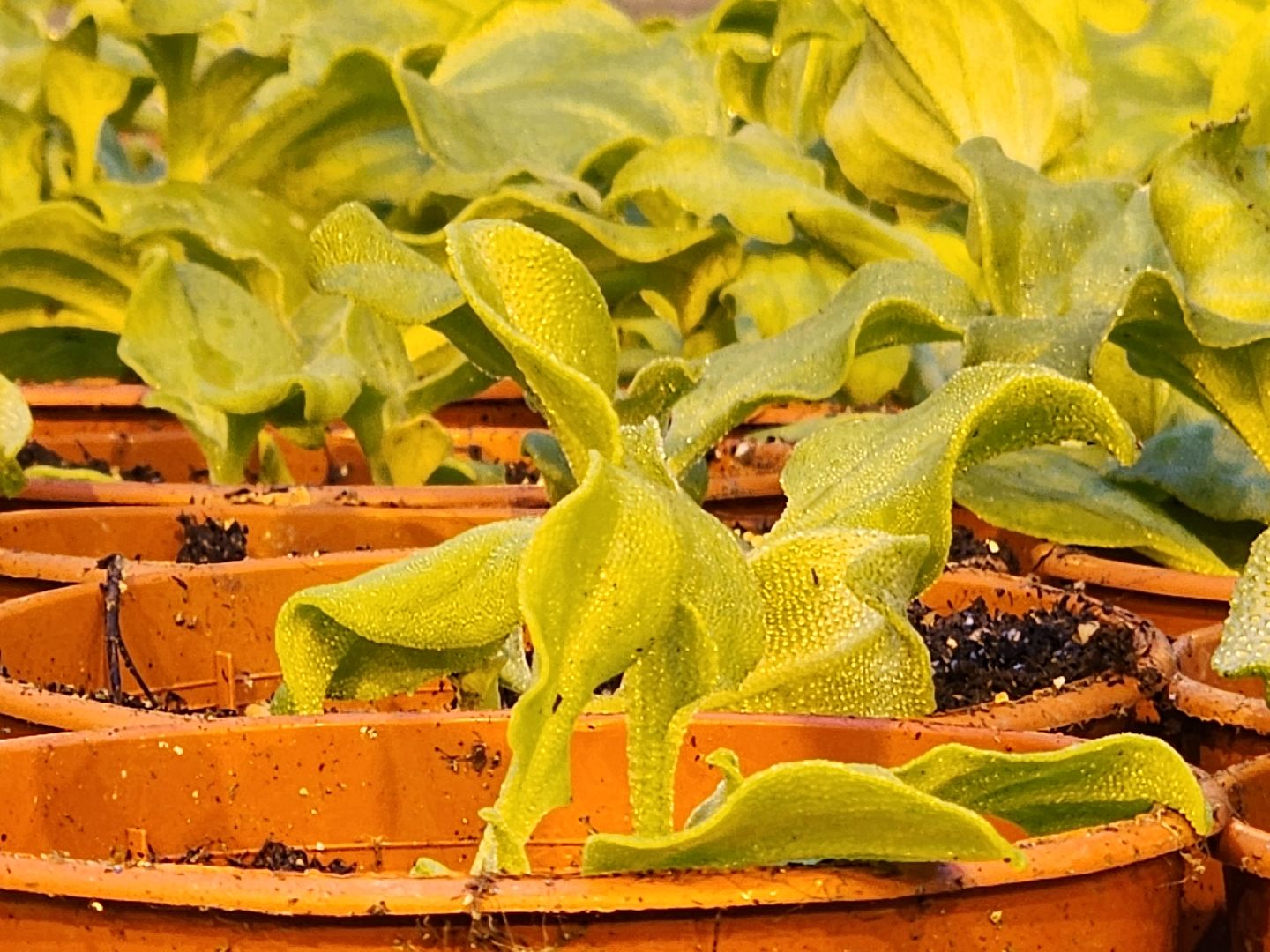 одинцово, бизнес, агроном, салат, земляника, теплица,Хрустальная трава, Китай, Впервые в России,