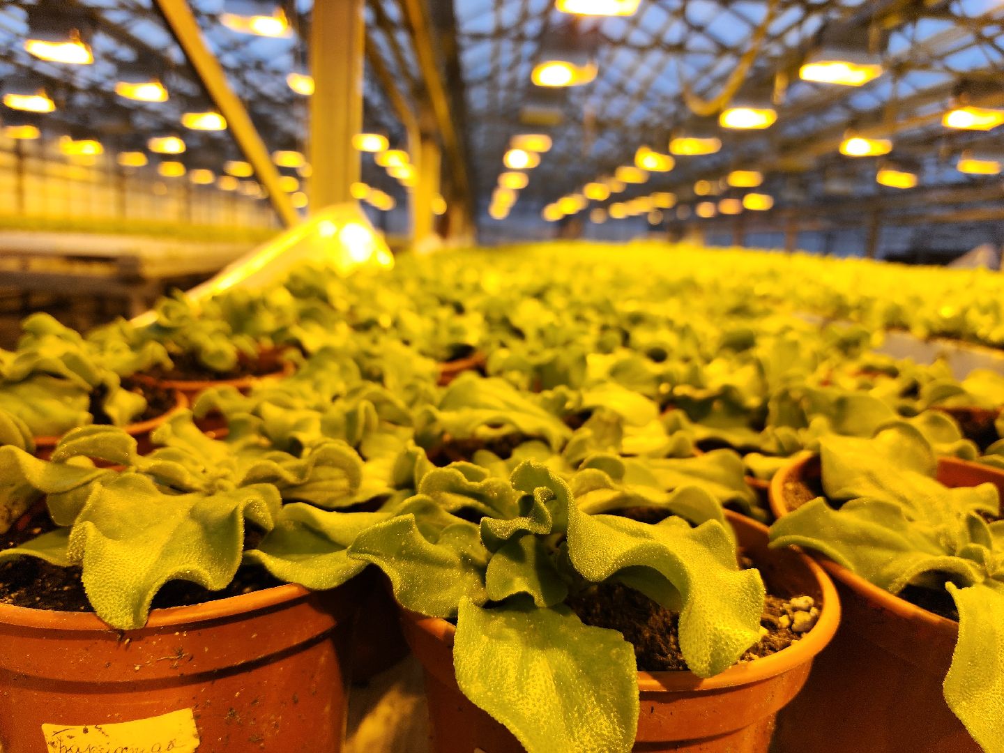 одинцово, бизнес, агроном, салат, земляника, теплица,Хрустальная трава, Китай, Впервые в России,