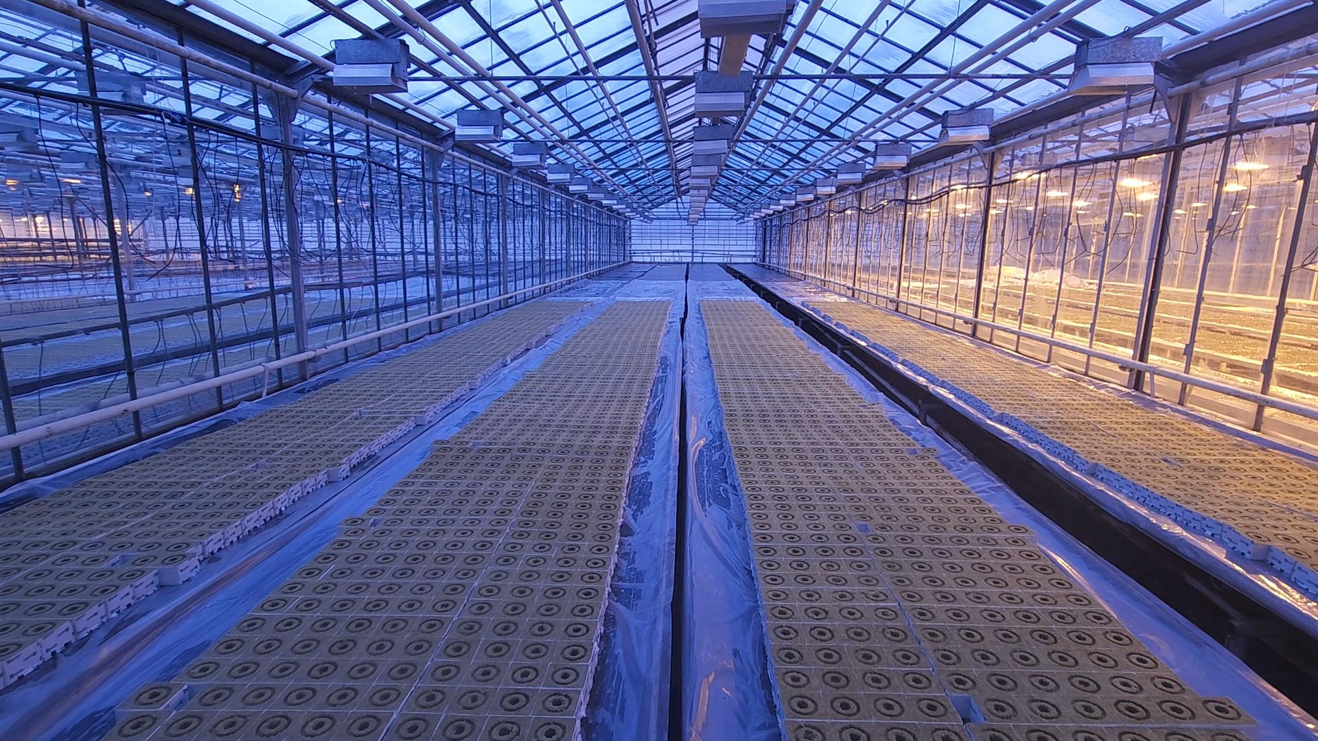 одинцово, бизнес, агроном, салат, земляника, теплица,Хрустальная трава, Китай, Впервые в России,