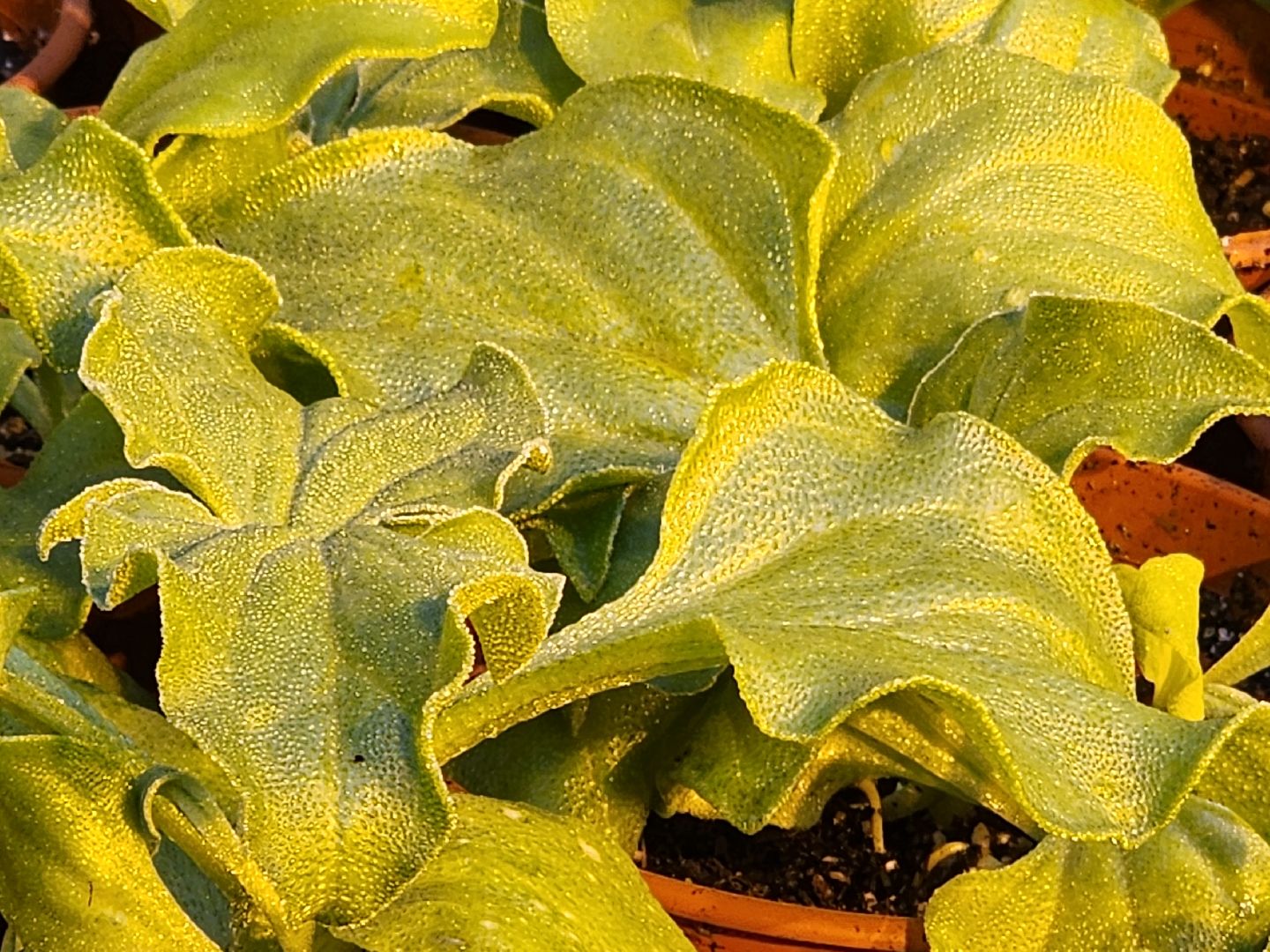 одинцово, бизнес, агроном, салат, земляника, теплица,Хрустальная трава, Китай, Впервые в России,