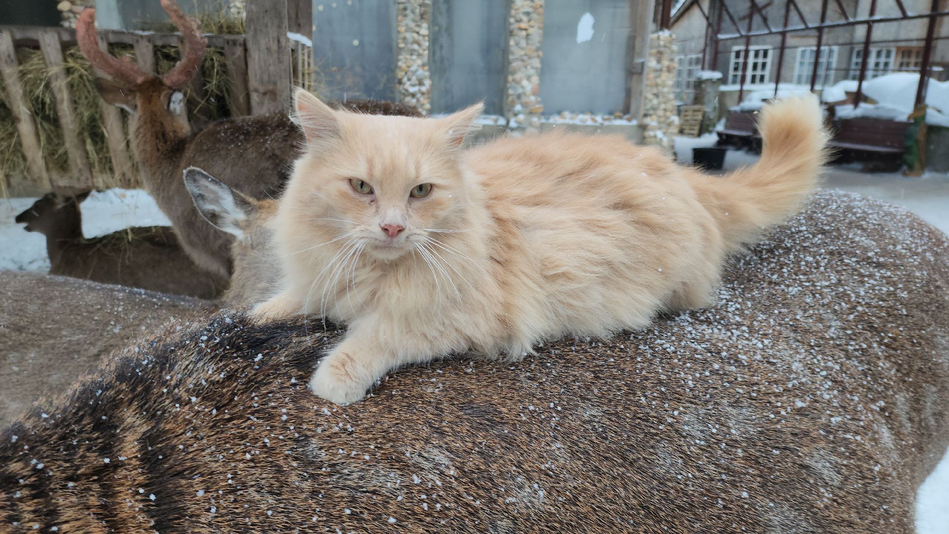 Руза, зима в подмосковье, зима в рузе, оленья ферма, Северные олени, Туризм, туризм в подмосковье, туризм в рузе, вертикалки,