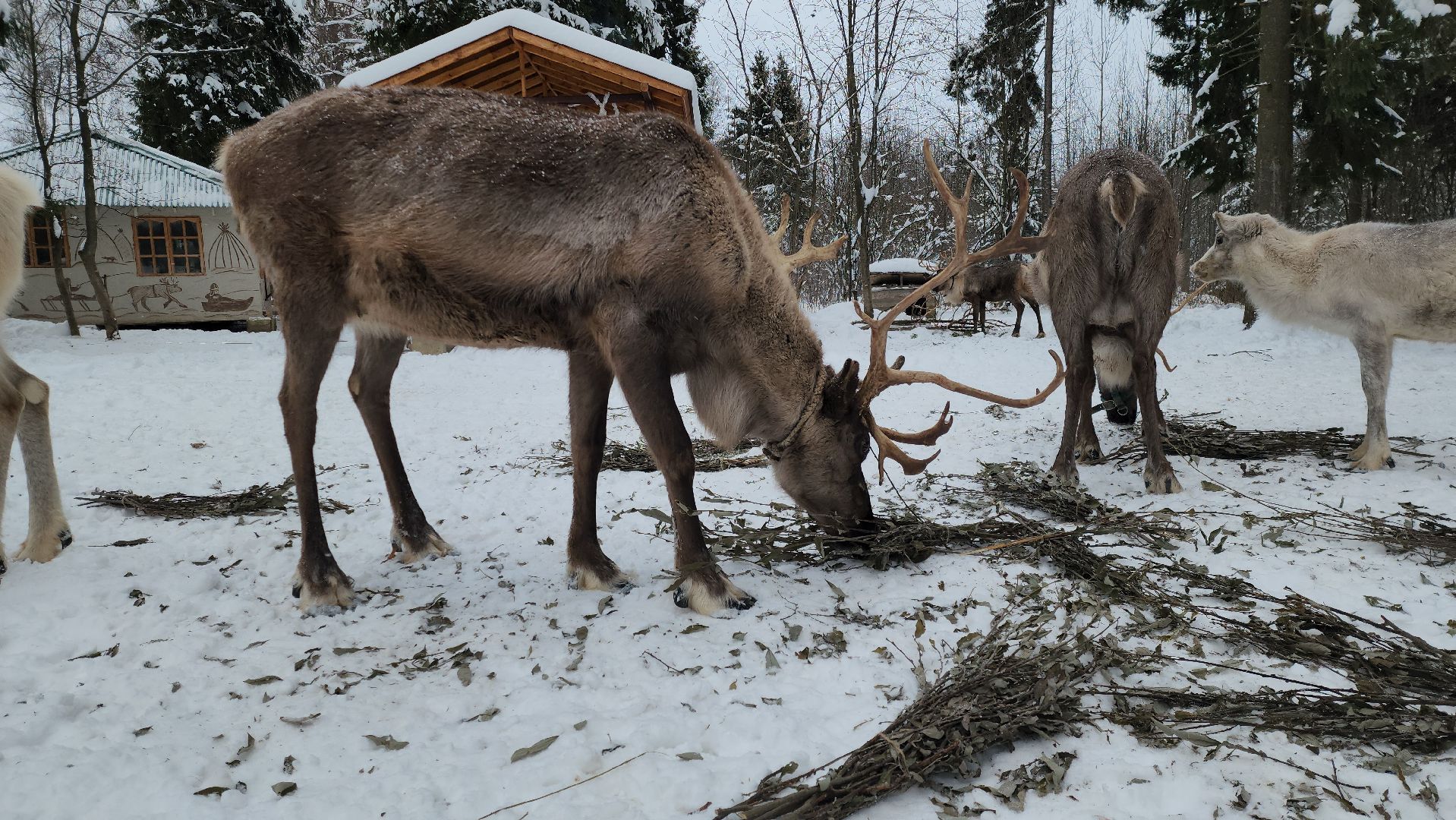 Руза, зима в подмосковье, зима в рузе, оленья ферма, Северные олени, Туризм, туризм в подмосковье, туризм в рузе, вертикалки,