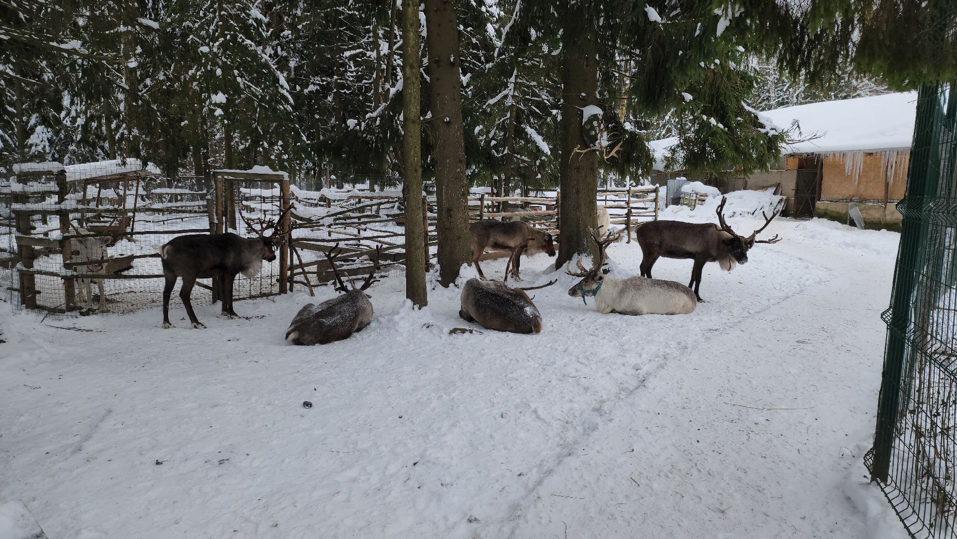 Руза, зима в подмосковье, зима в рузе, оленья ферма, Северные олени, Туризм, туризм в подмосковье, туризм в рузе, вертикалки,