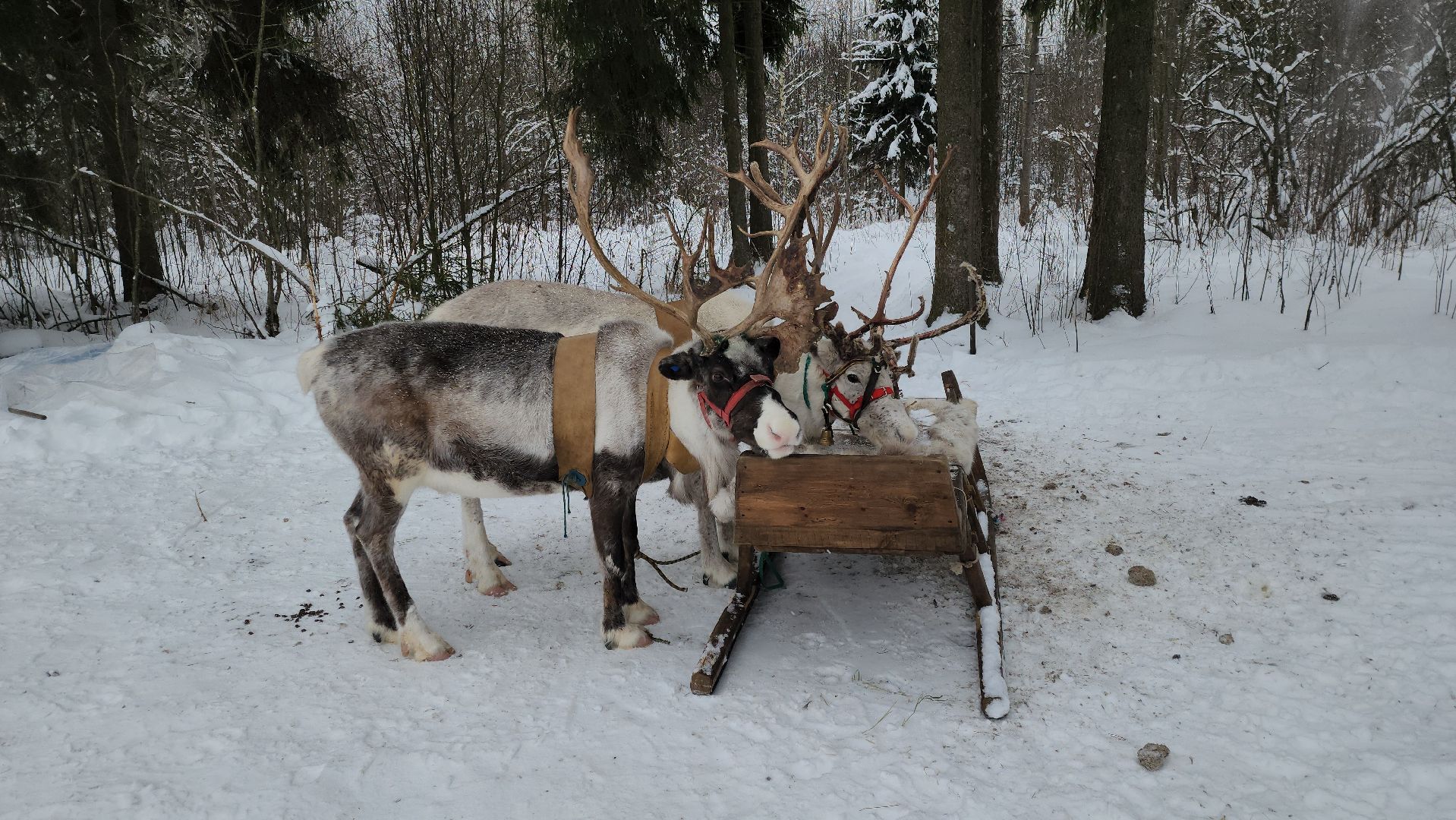 Руза, зима в подмосковье, зима в рузе, оленья ферма, Северные олени, Туризм, туризм в подмосковье, туризм в рузе, вертикалки,