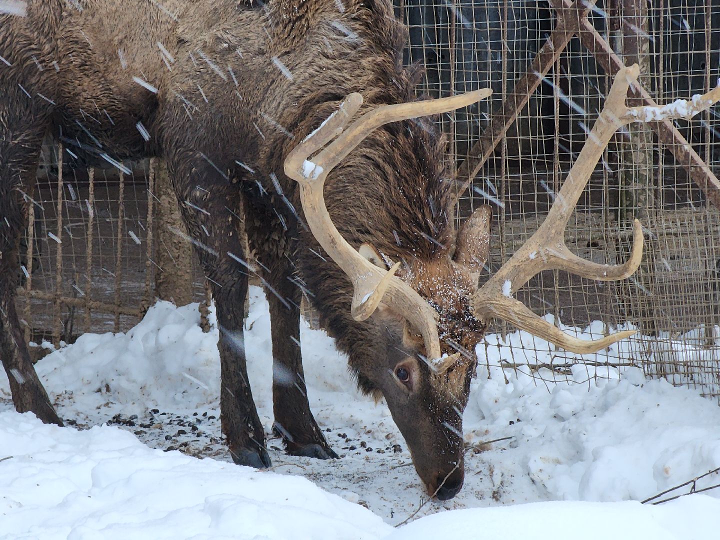 Руза, зима в подмосковье, зима в рузе, оленья ферма, Северные олени, Туризм, туризм в подмосковье, туризм в рузе, вертикалки,